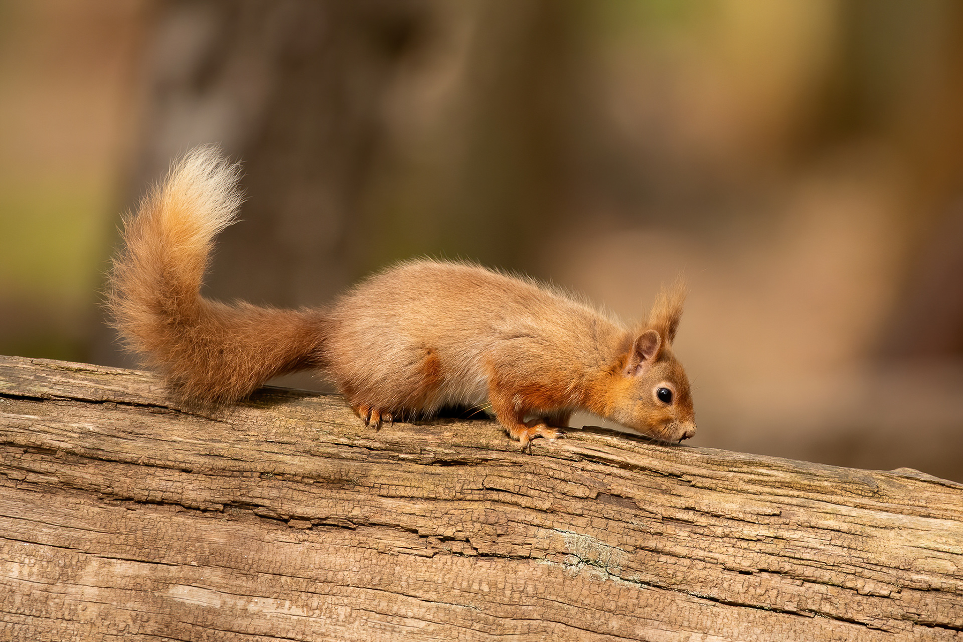 Red Squirrel - Brownsea Island