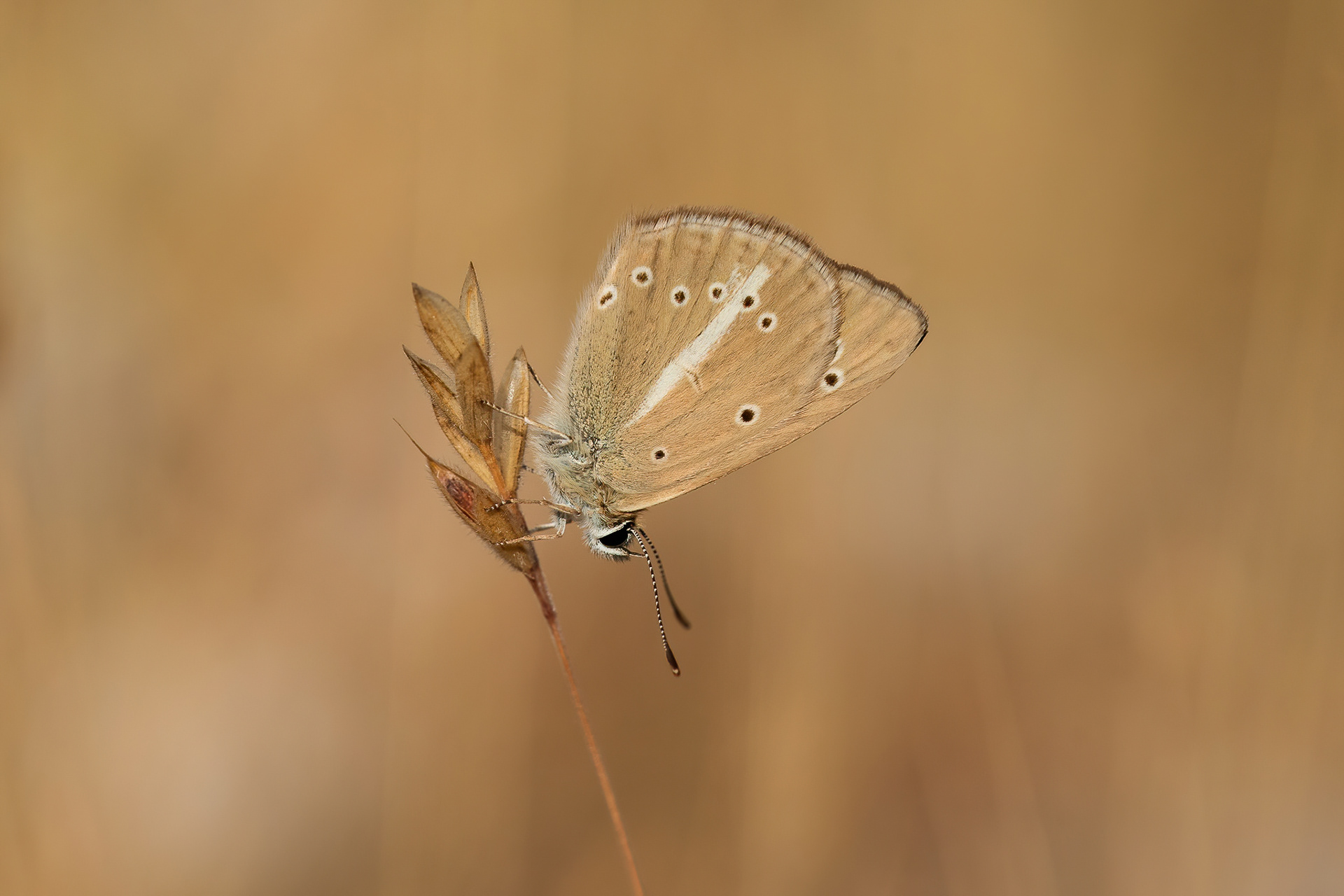 Ripart's Anomalous Blue - France