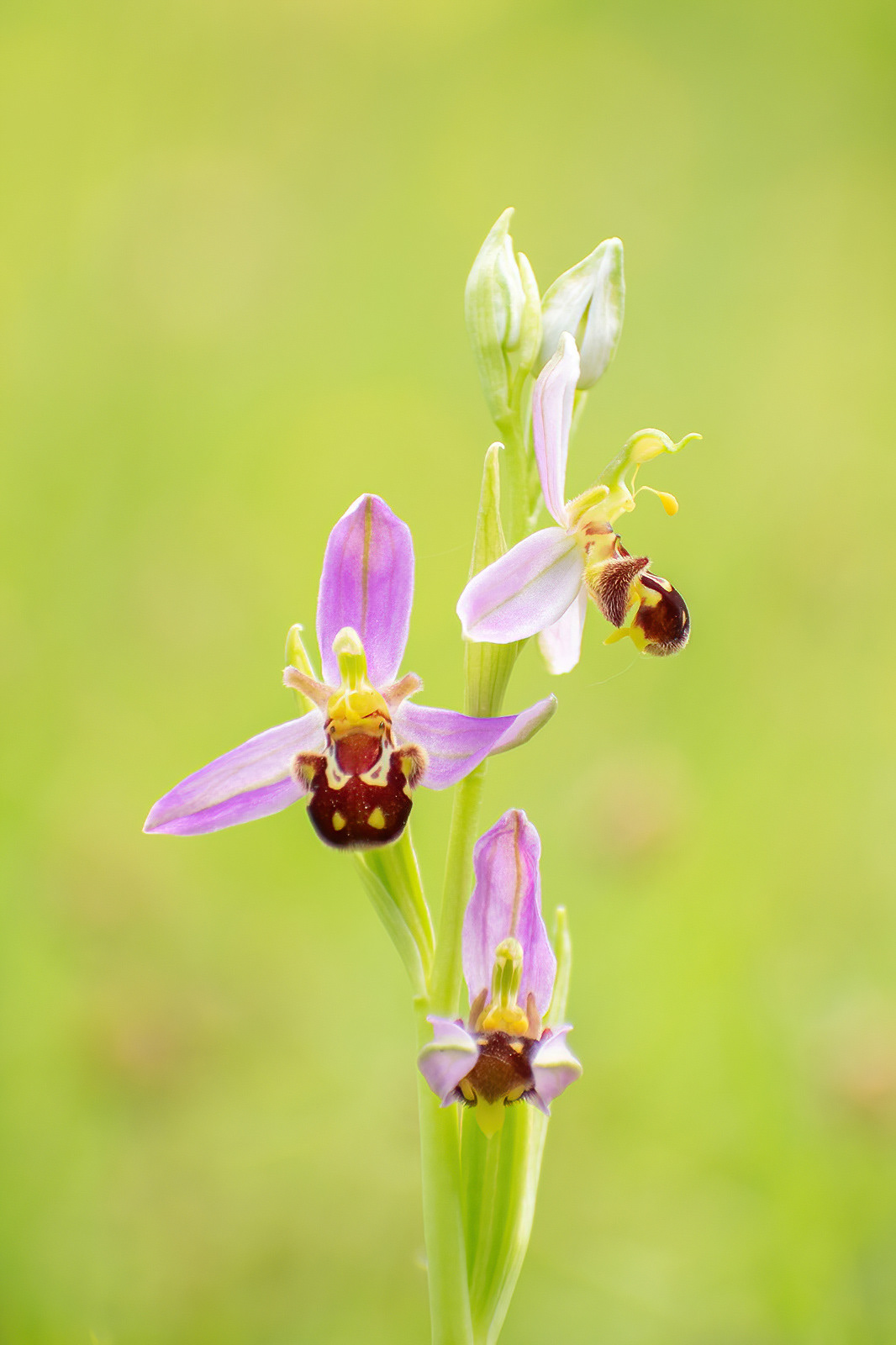 Bee Orchid - Box Hill