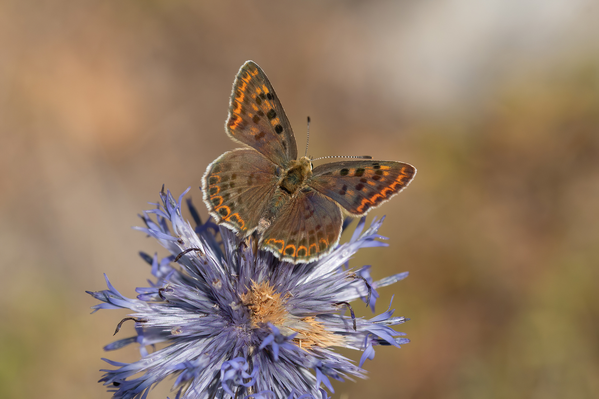 Sooty Copper - France