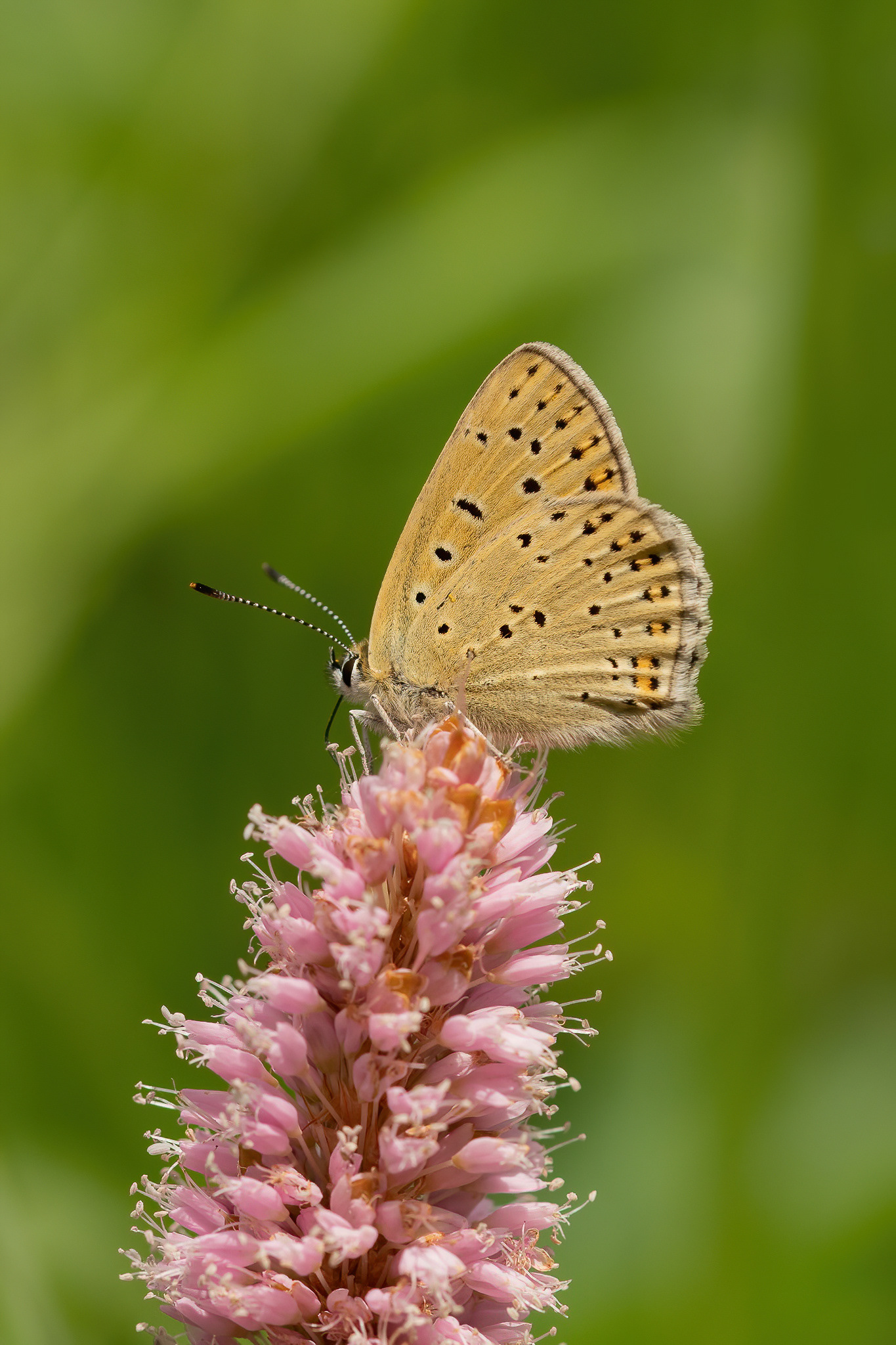 Sooty Copper - Italy