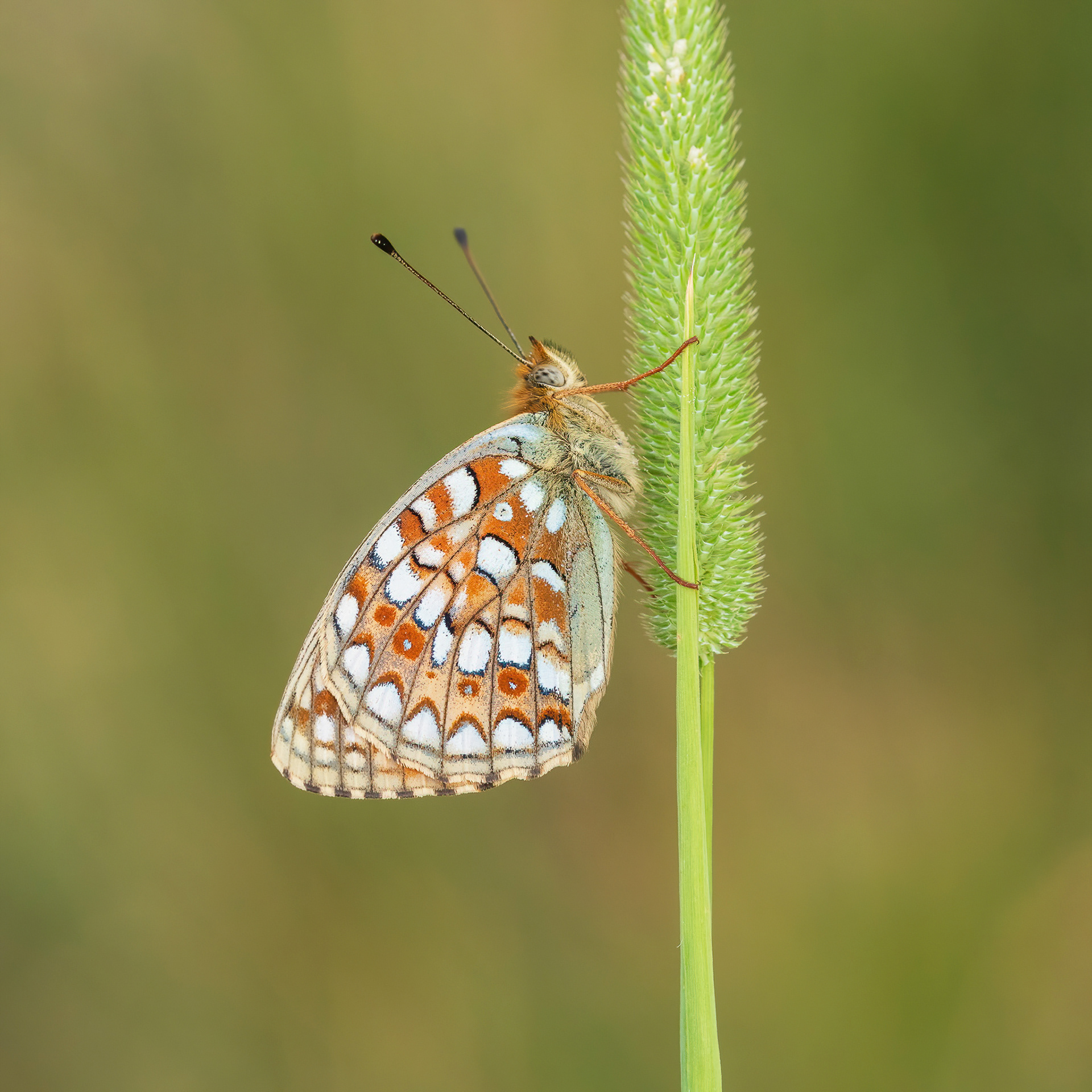 Niobe Fritillary - France