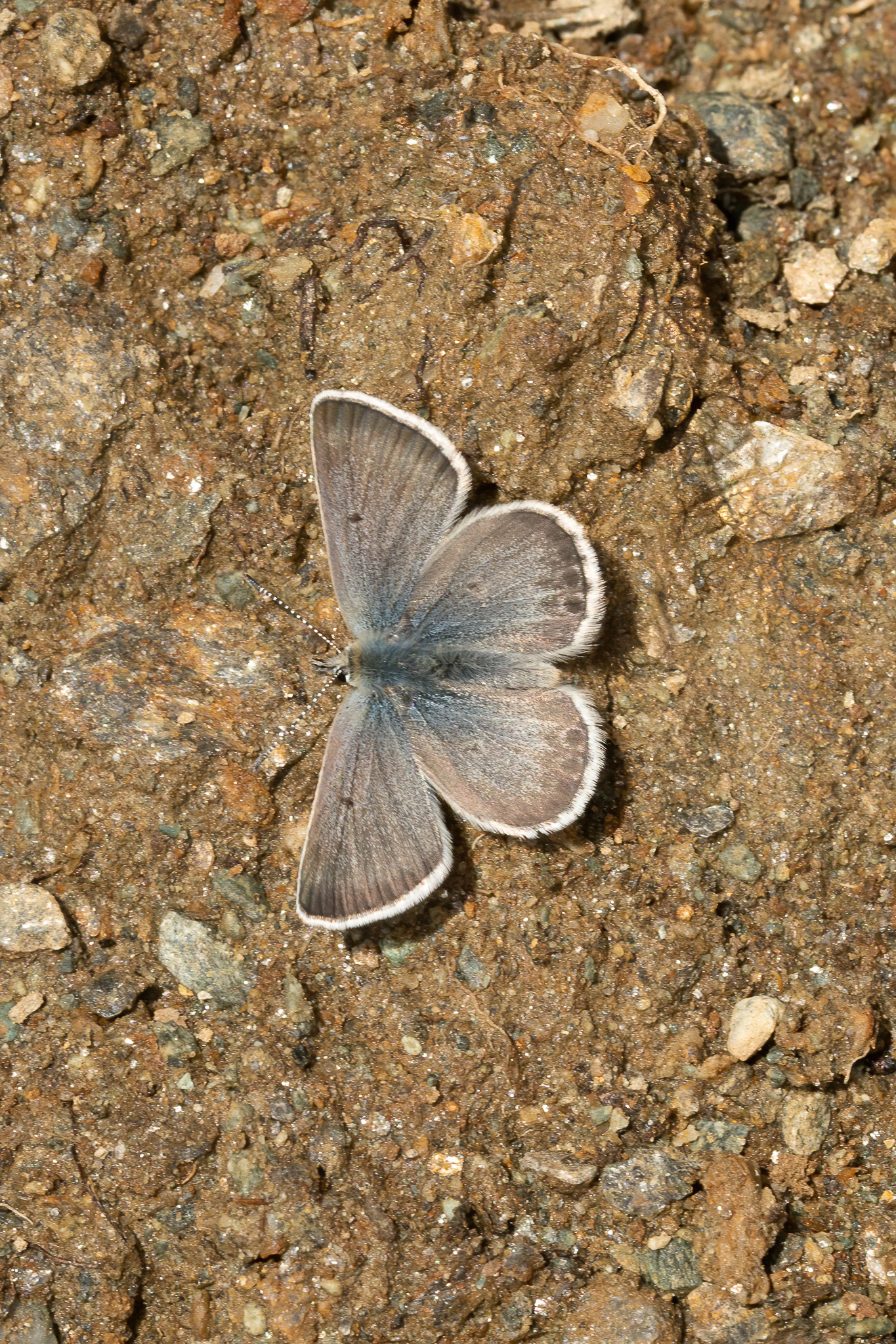 Arctic Blue - Italy
