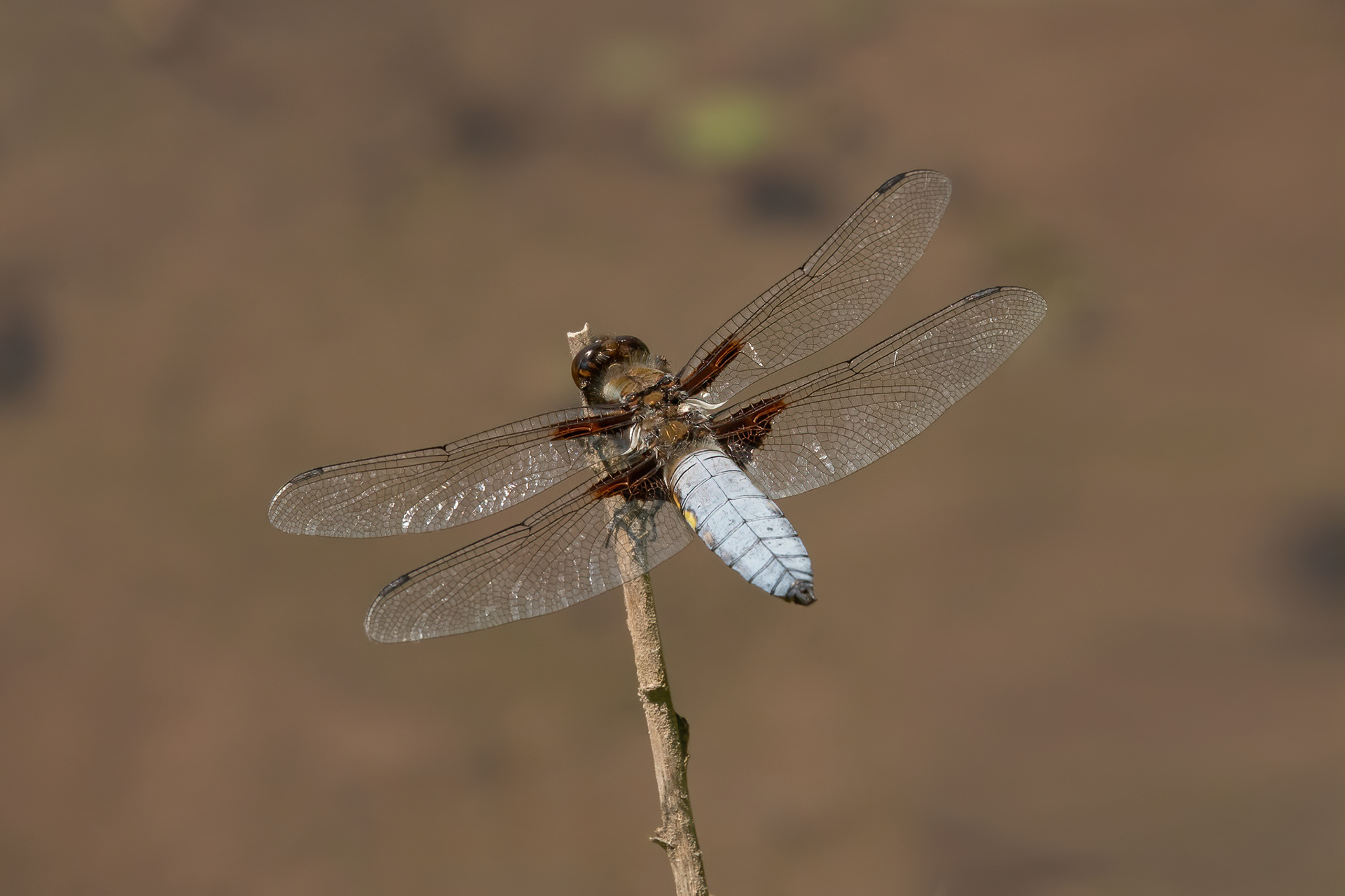 Broad-bodied Chaser (male) - Bedgebury
