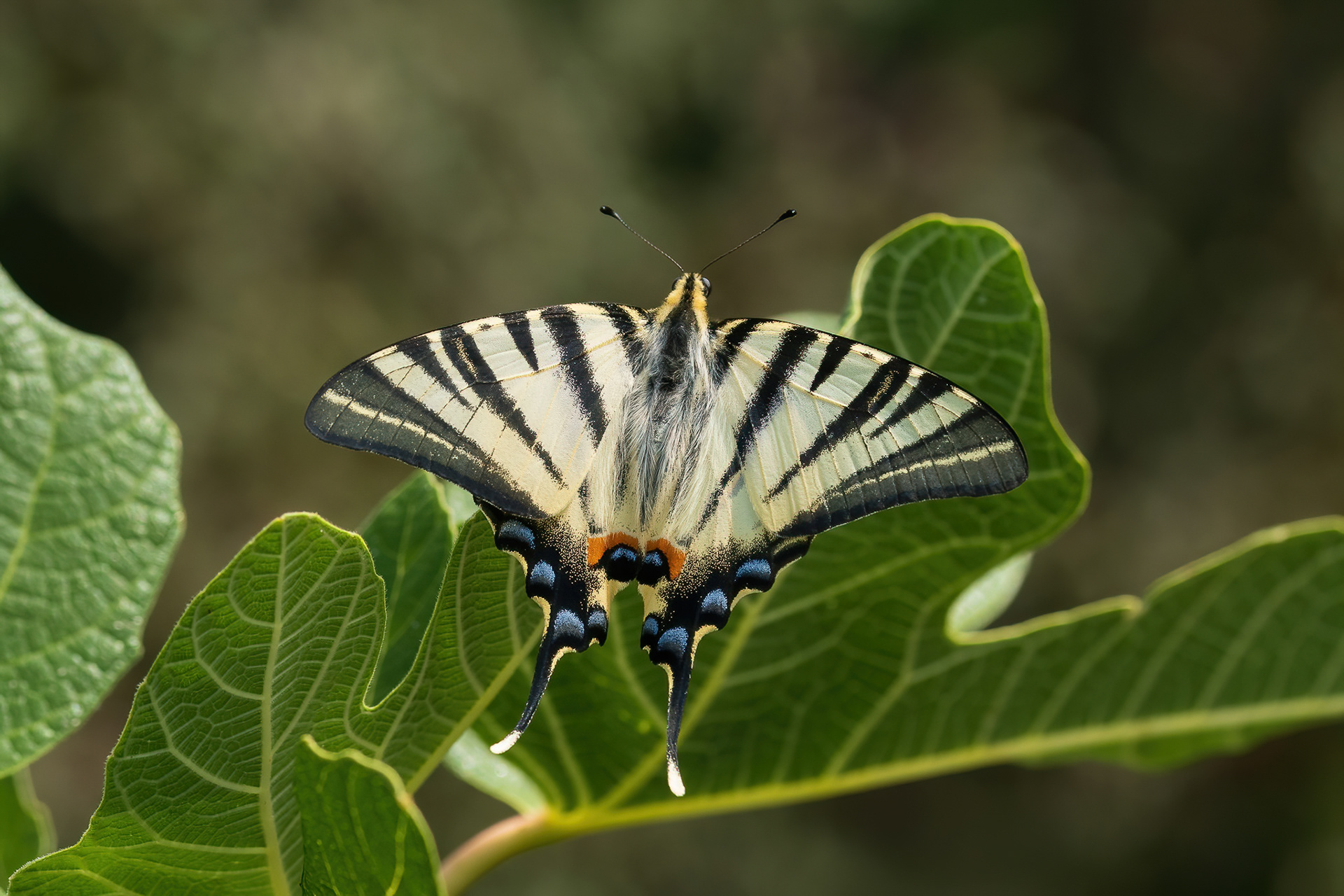 Scarce Swallowtail - France