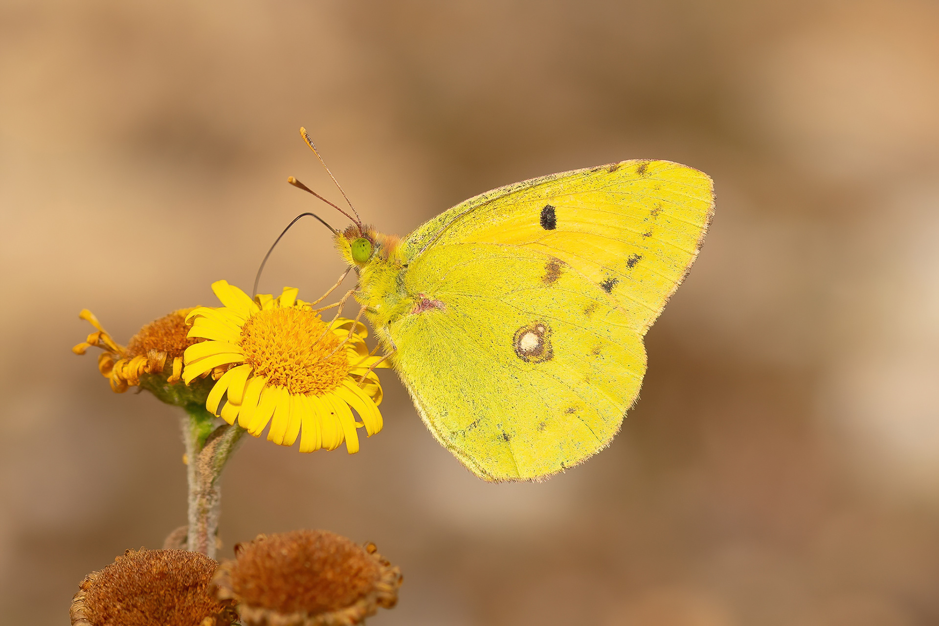 Clouded Yellow - Dungeness