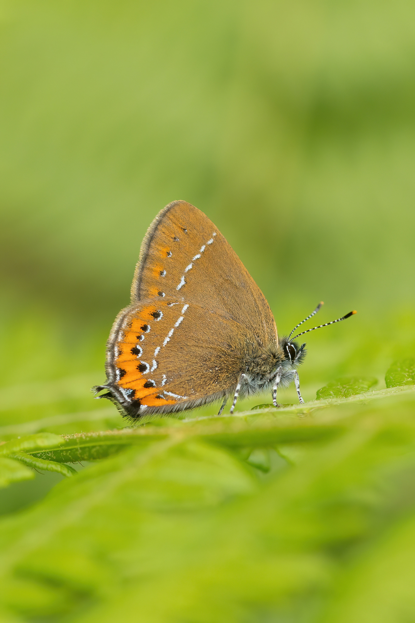 Black Hairstreak - Ditchling Common