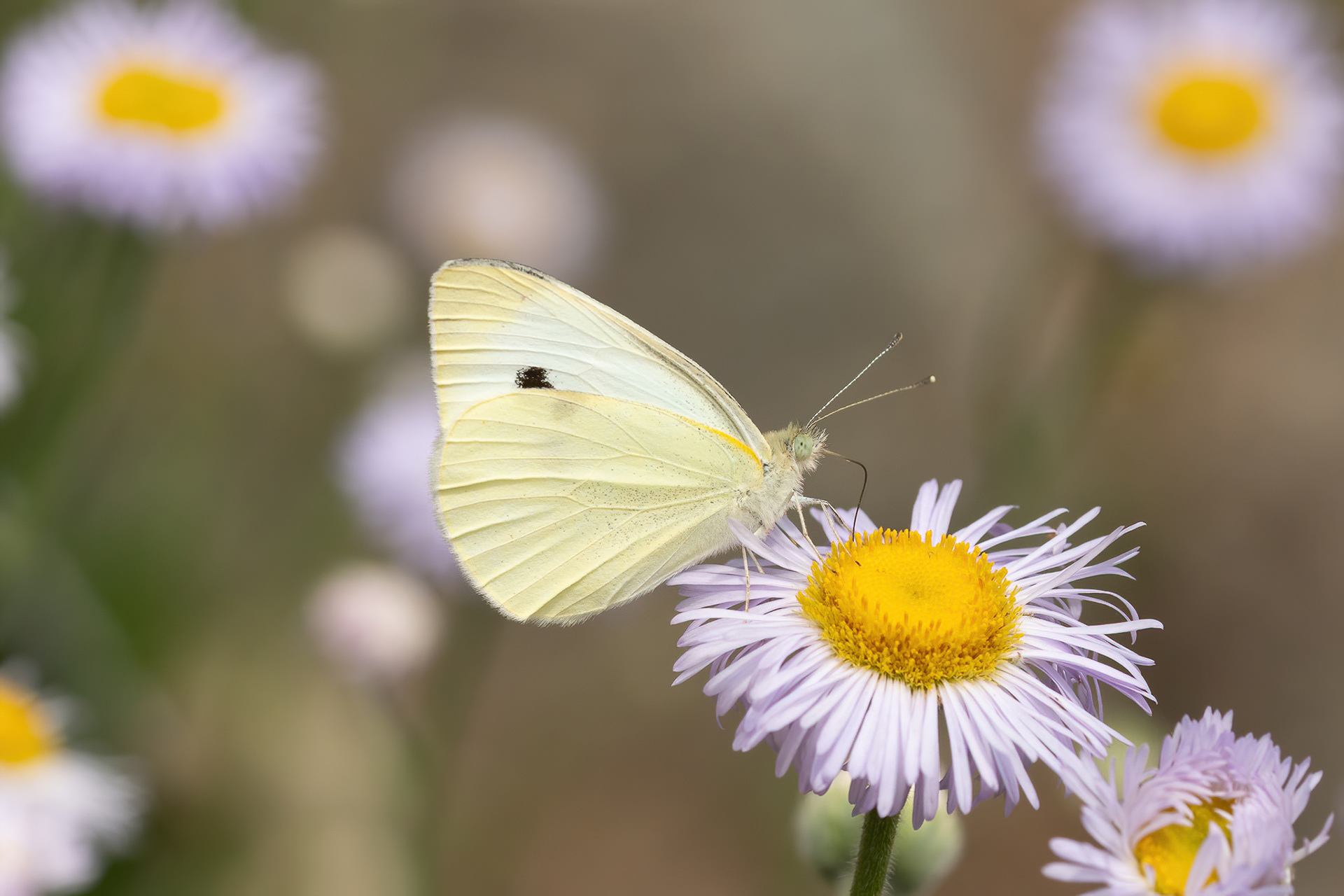 Small White - Italy