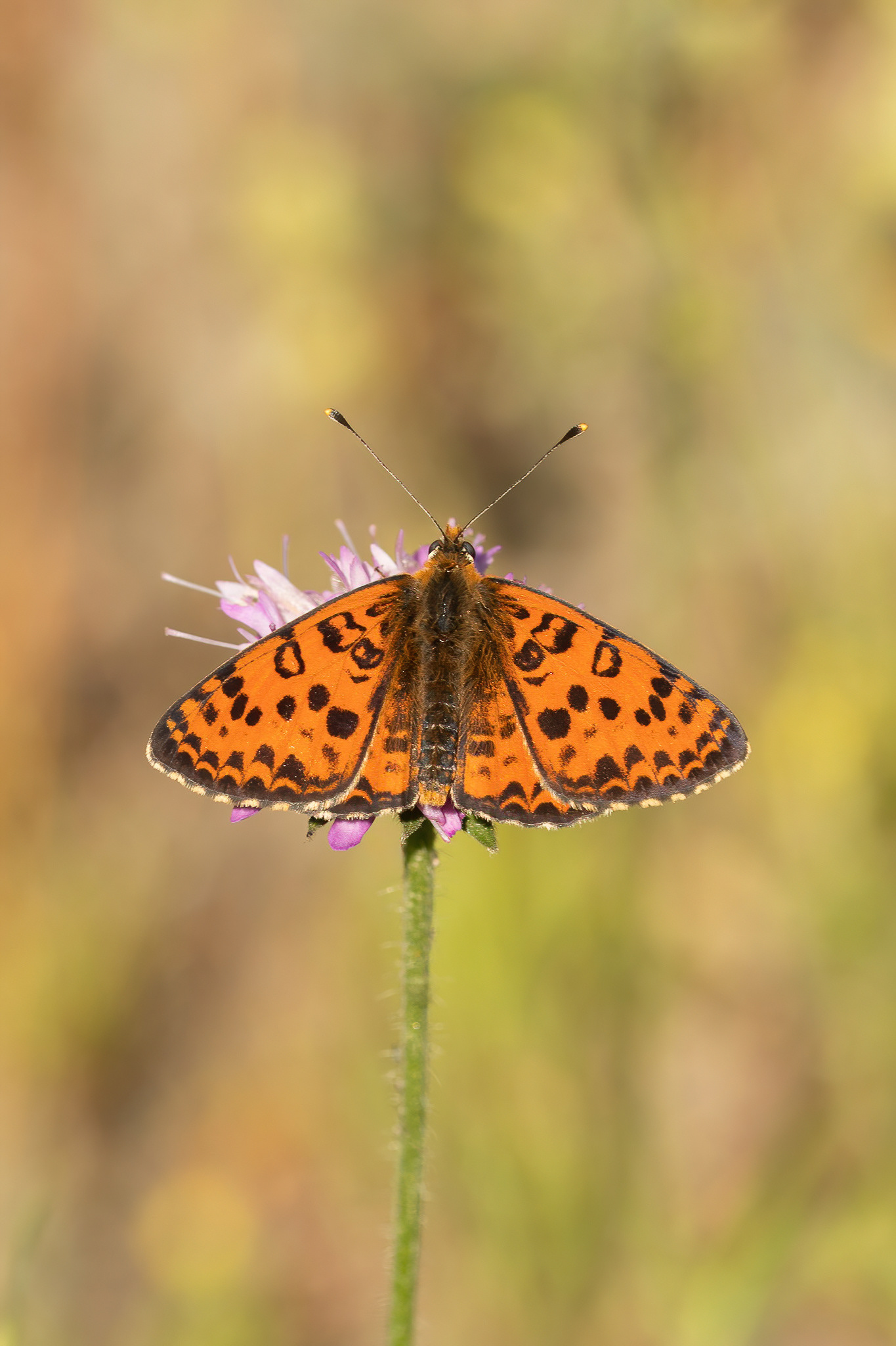 Spotted Fritillary - Italy