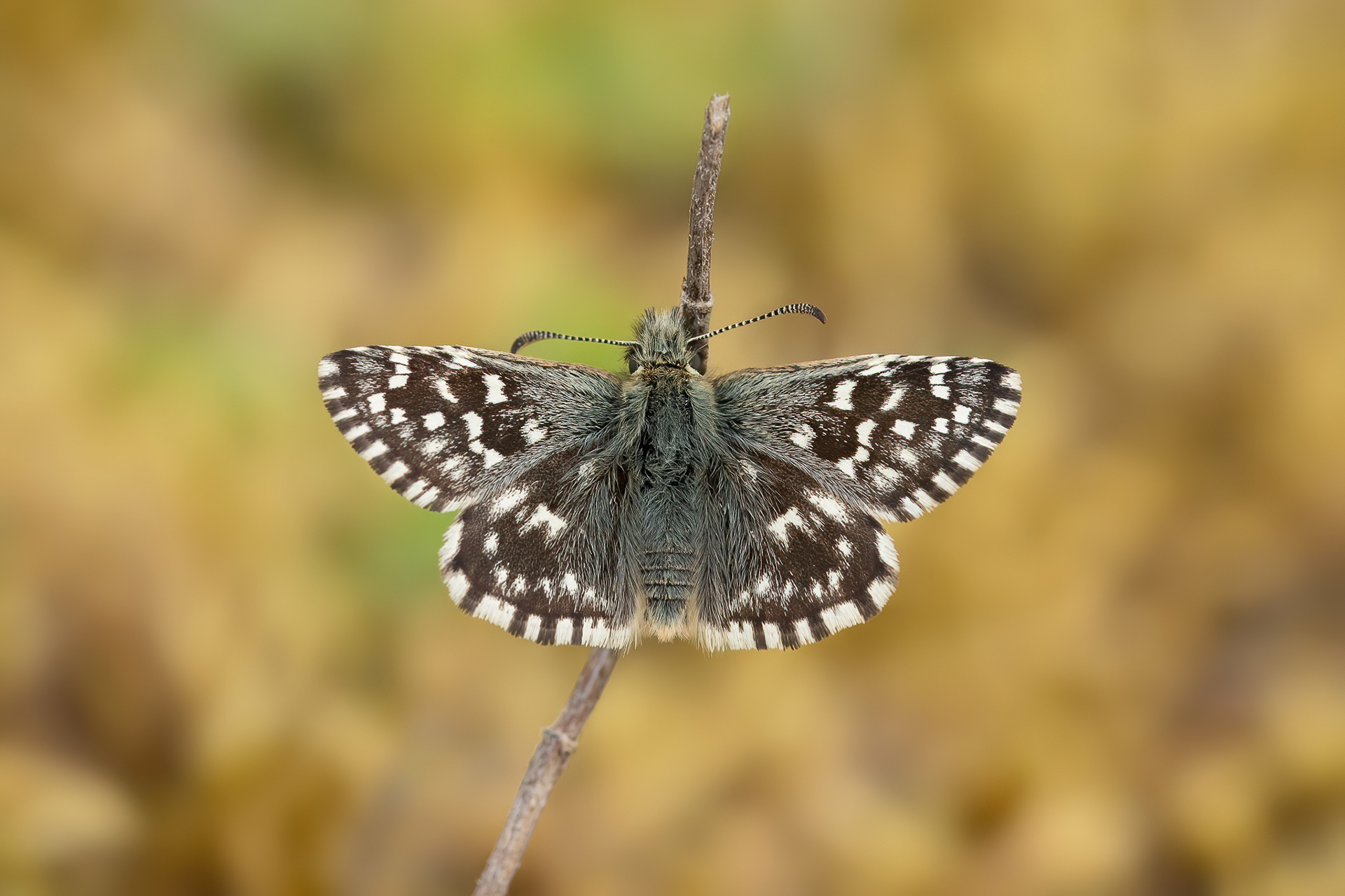 Grizzled Skipper - Peter's Pit
