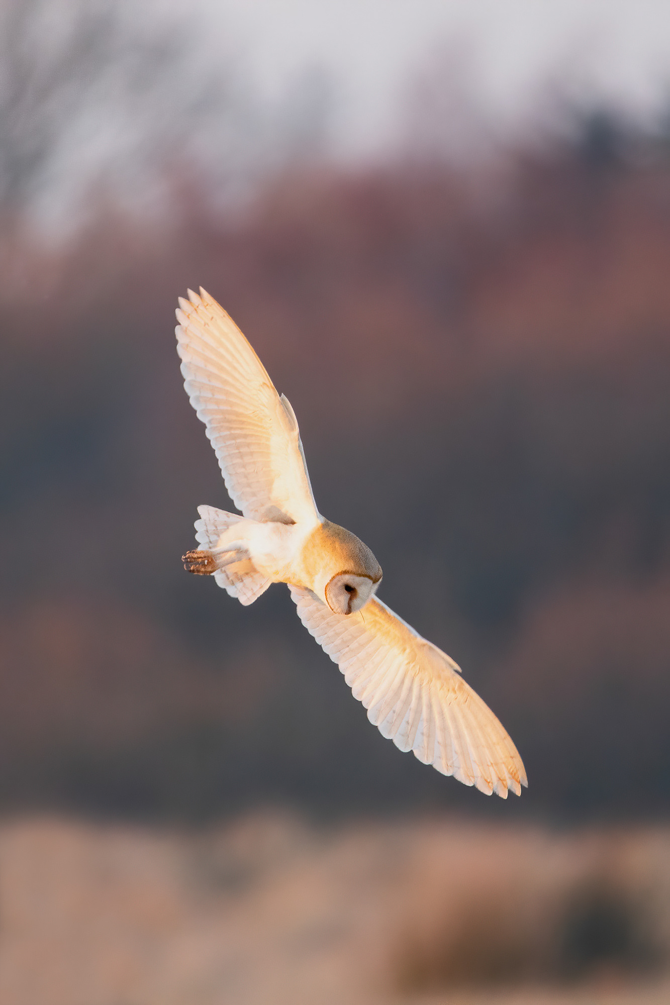 Barn Owl - Sandwich Bay