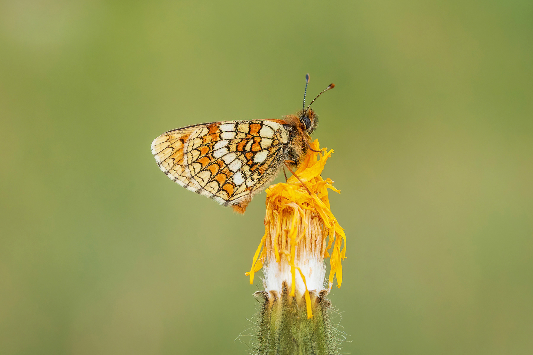 Grisons Fritillary - France