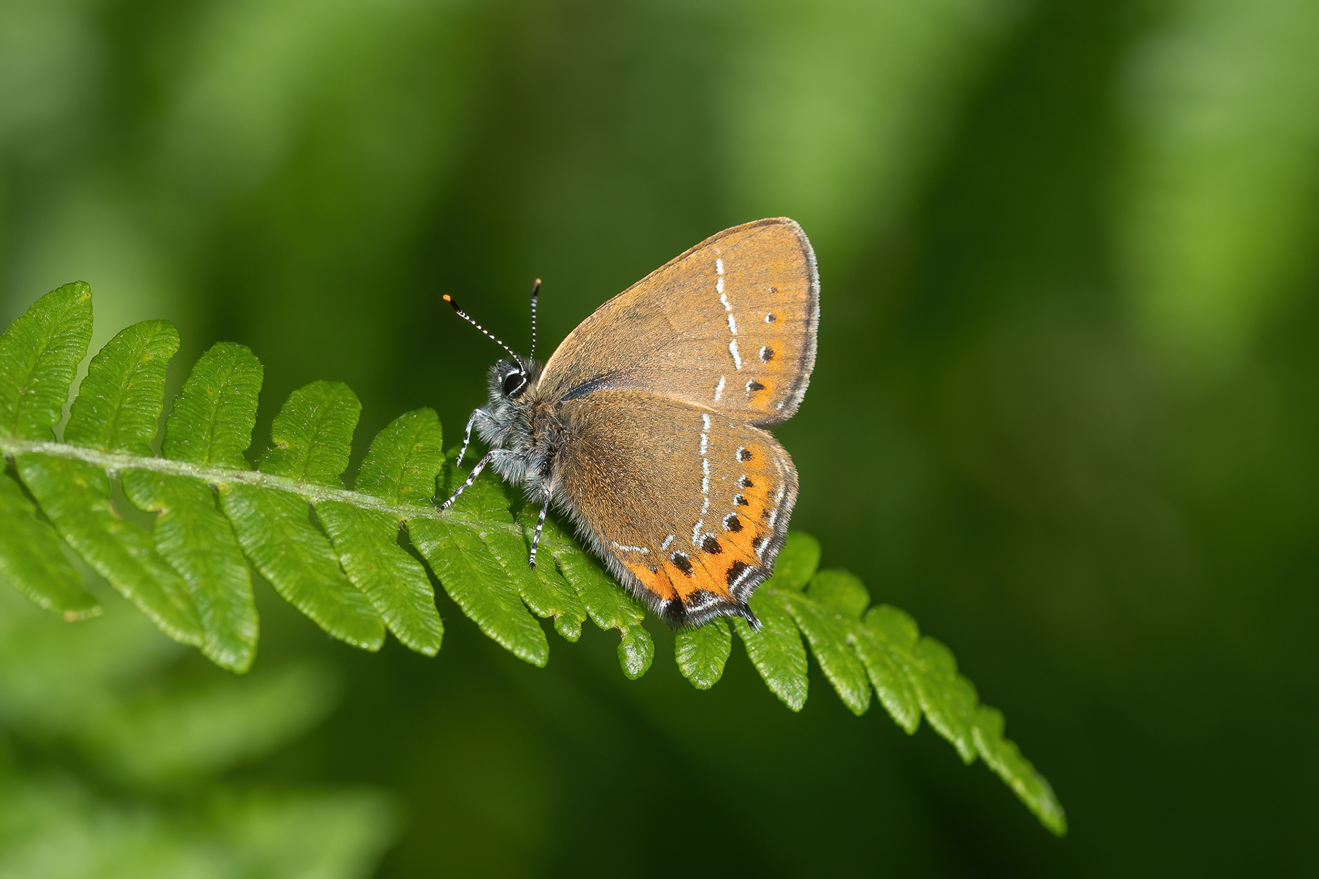 Black Hairstreak - Ditchling Common