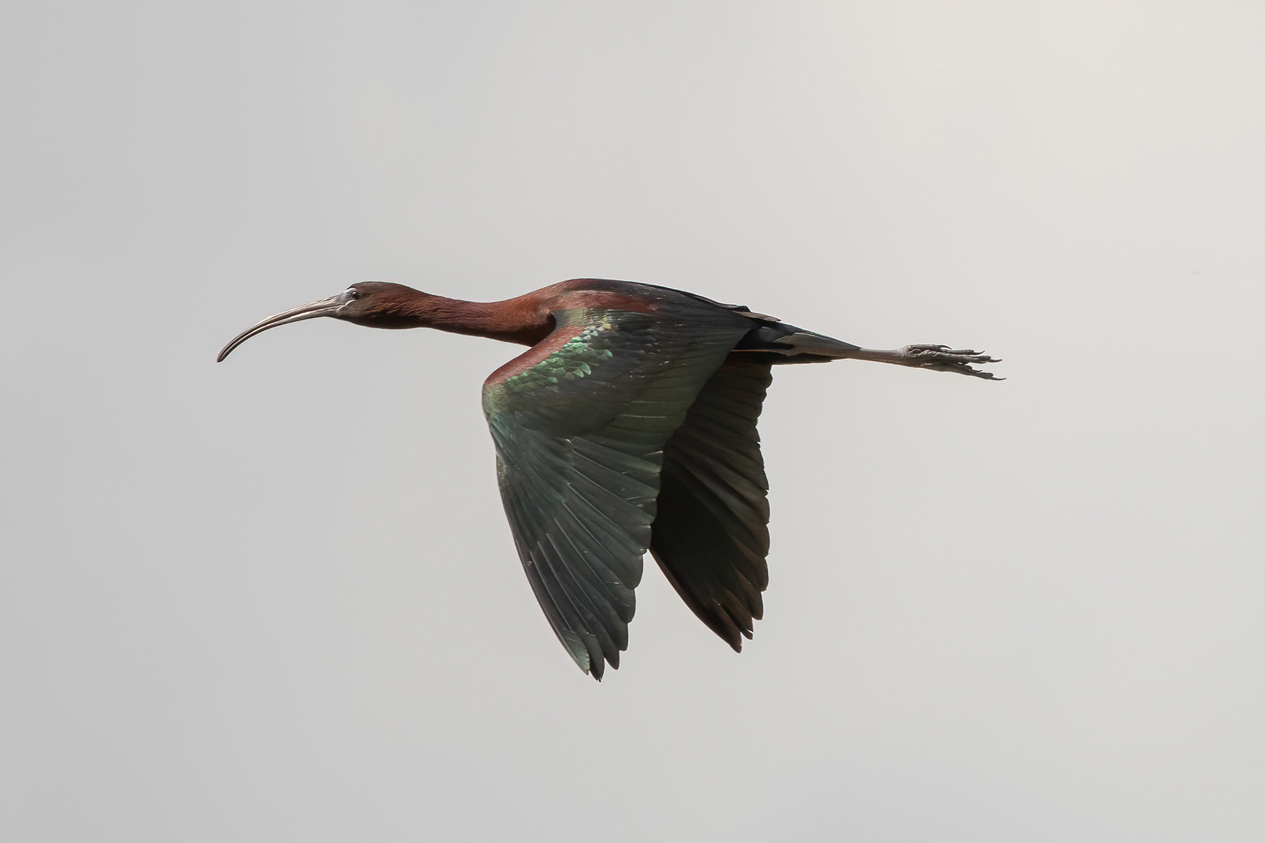 Glossy Ibis - Camargue, France