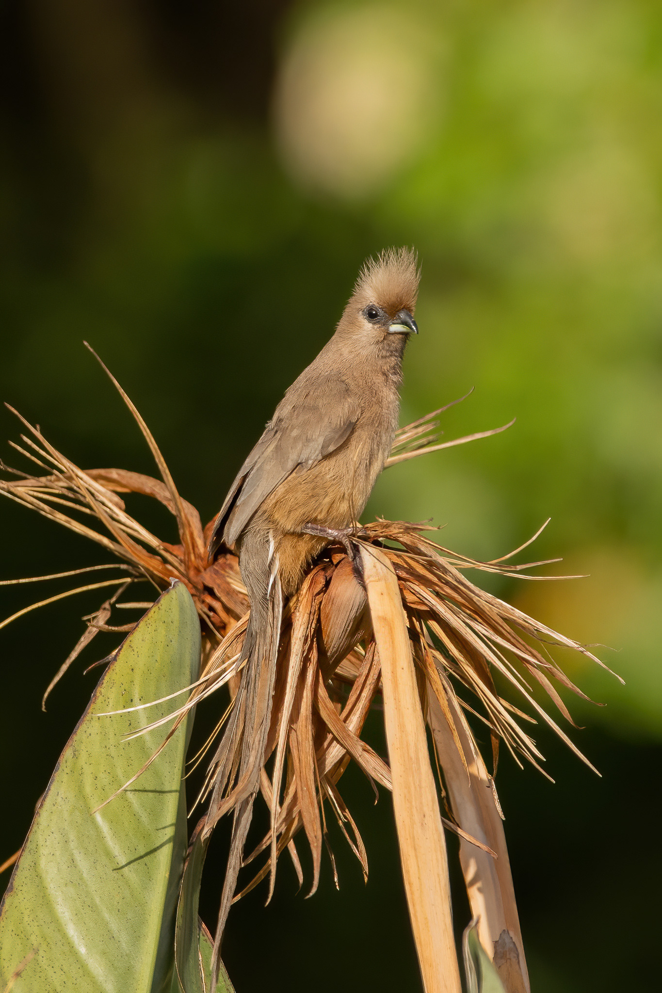 Speckled Mousebird - Kirstenbosch