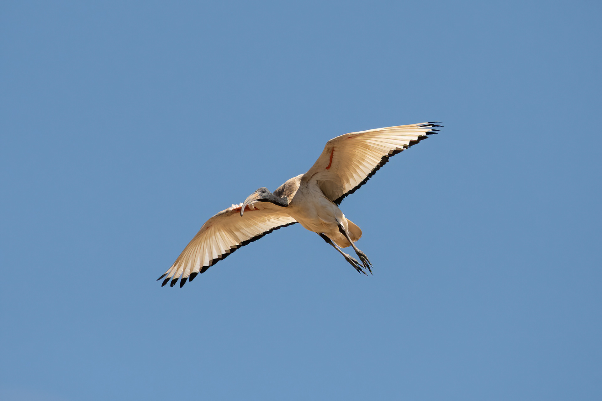Scared Ibis - Inverdoorn