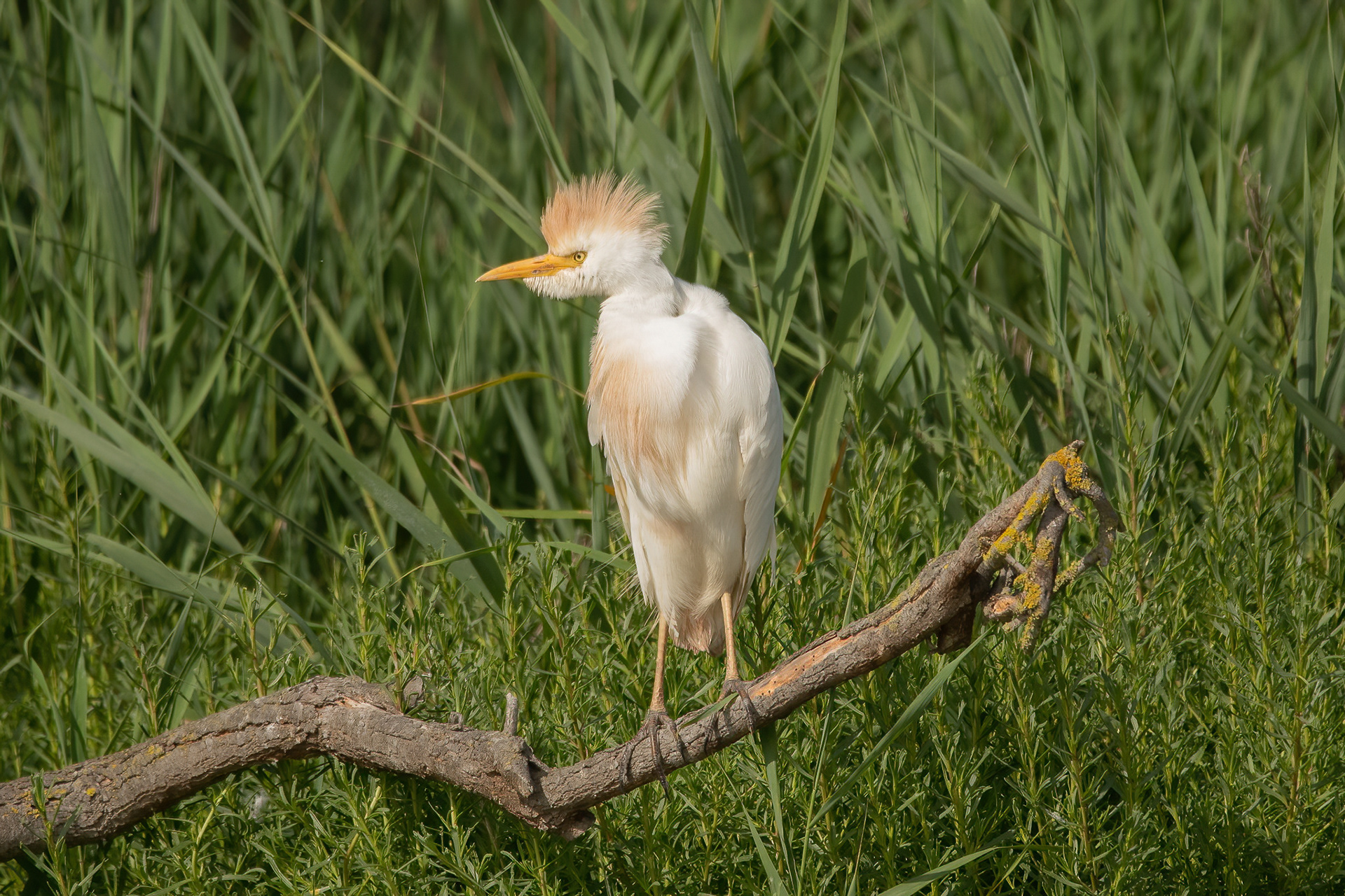 Cattle Egret - Camargue, France