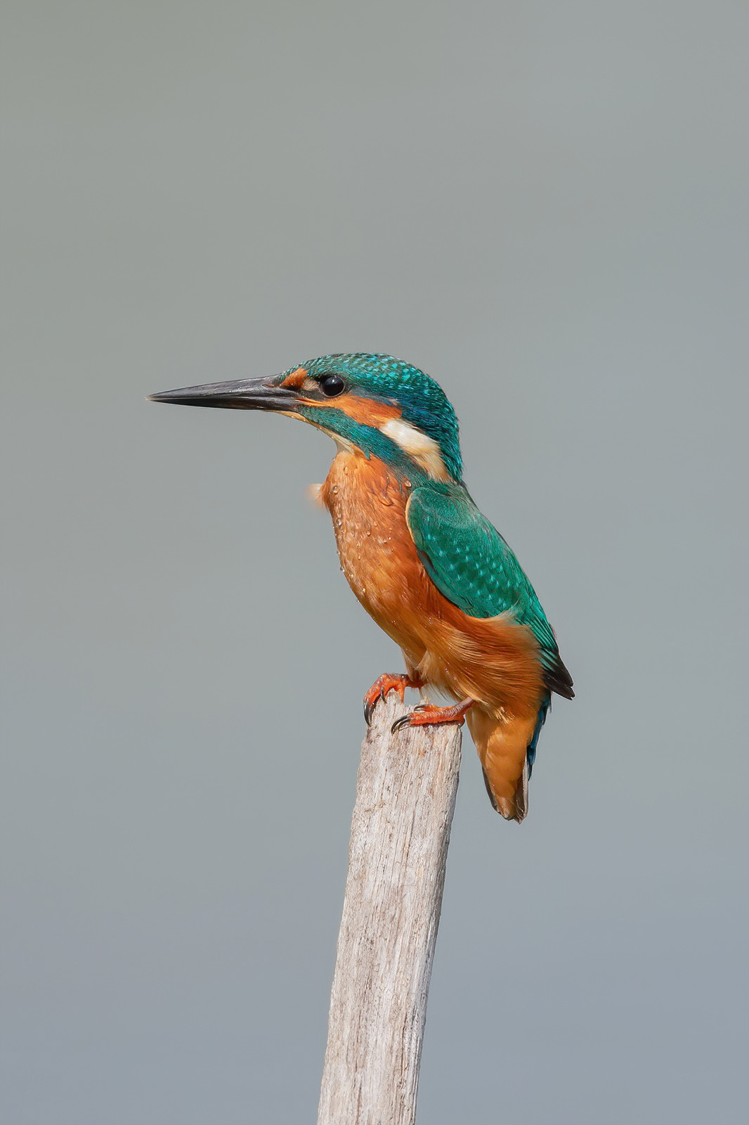 Kingfisher - Stodmarsh