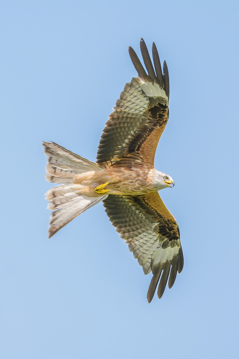 Red Kite - Llanddeusant