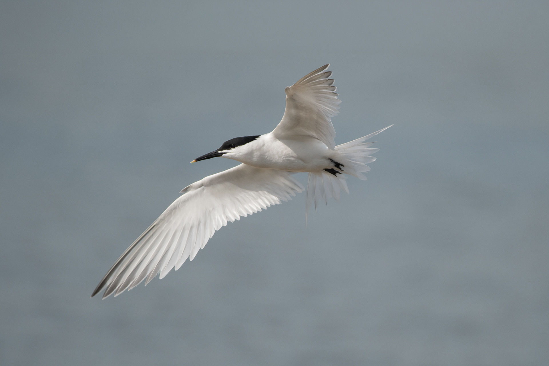 Sandwich Tern - Rye Harbour
