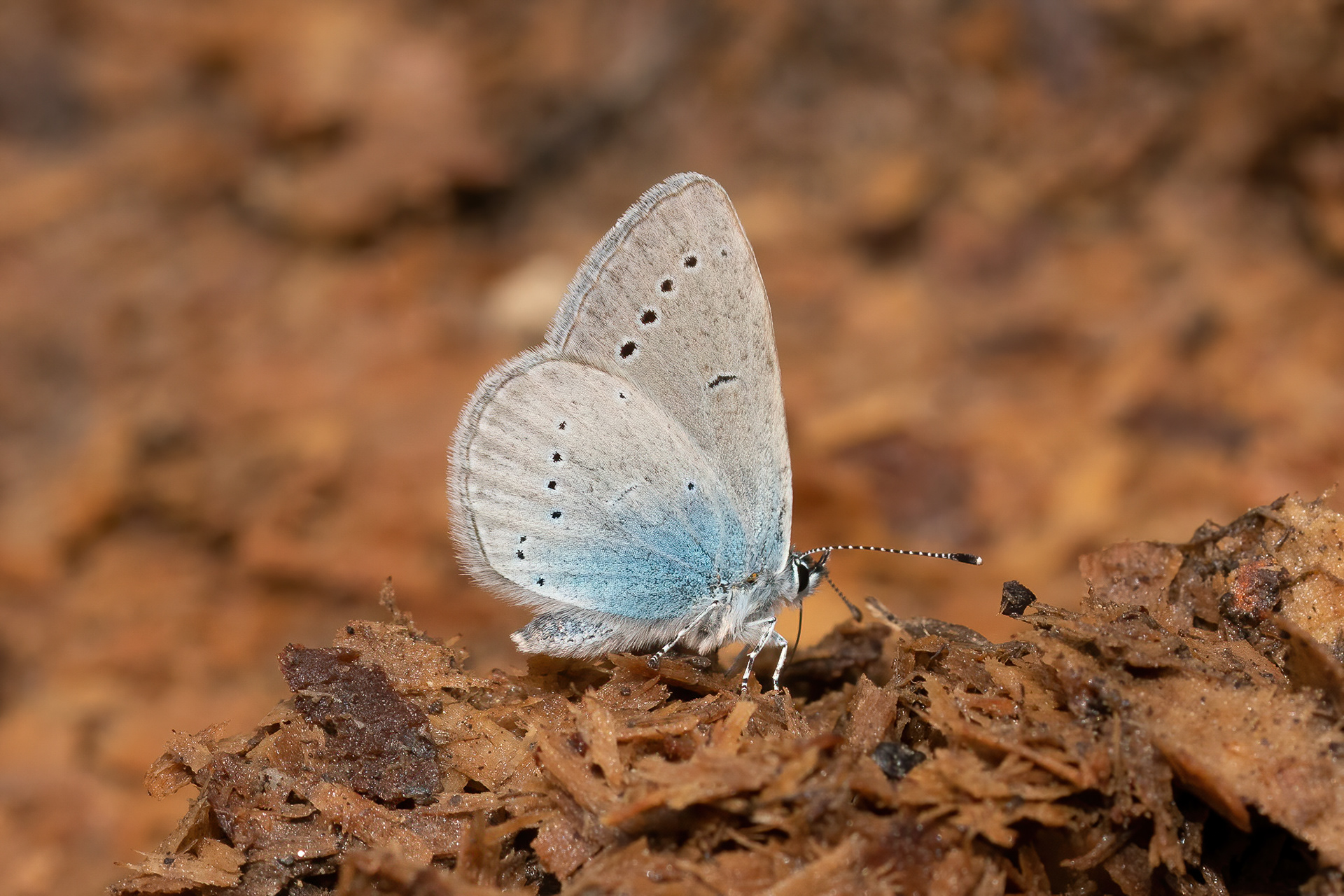 Osiris Blue - France