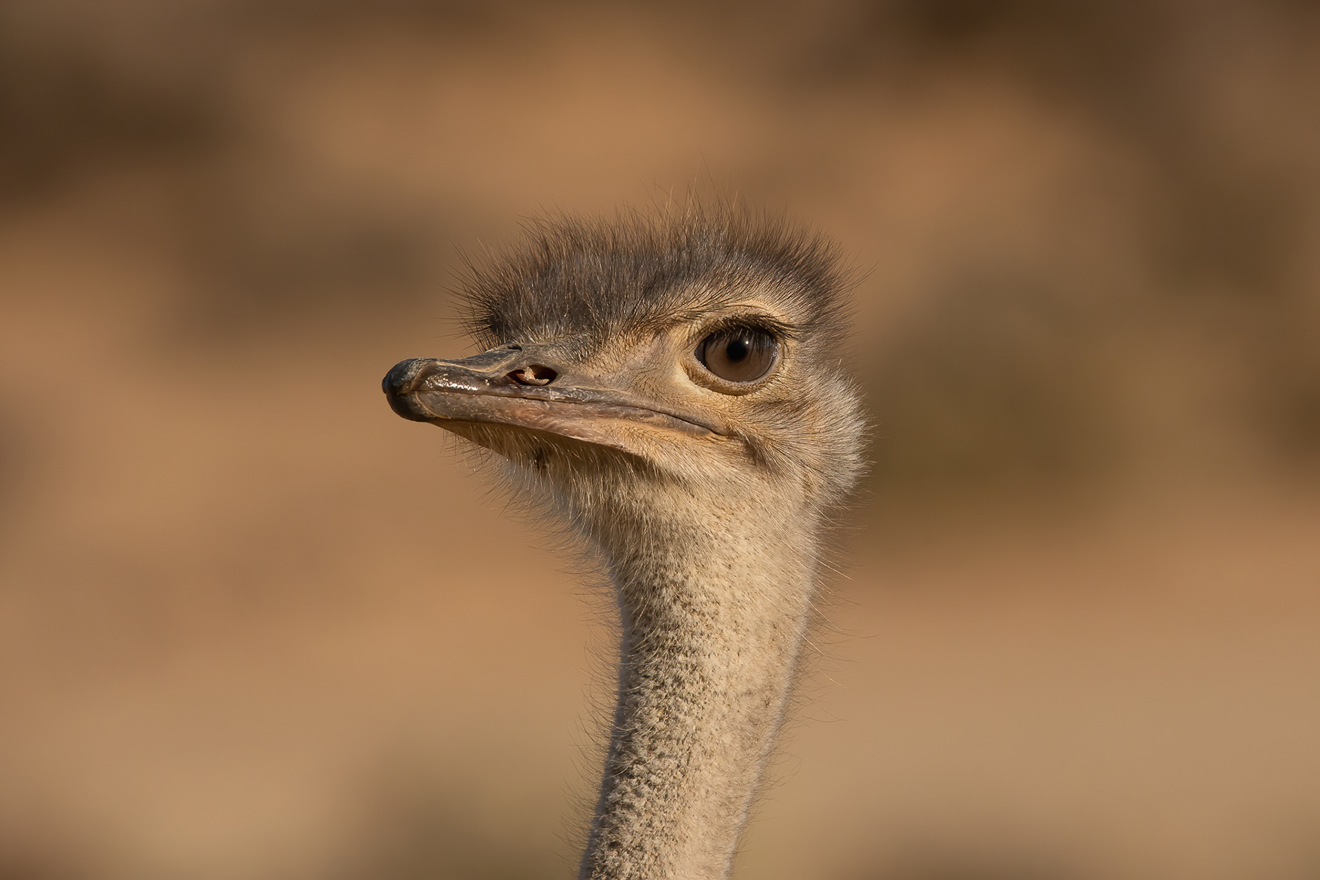 Ostrich - Inverdoorn
