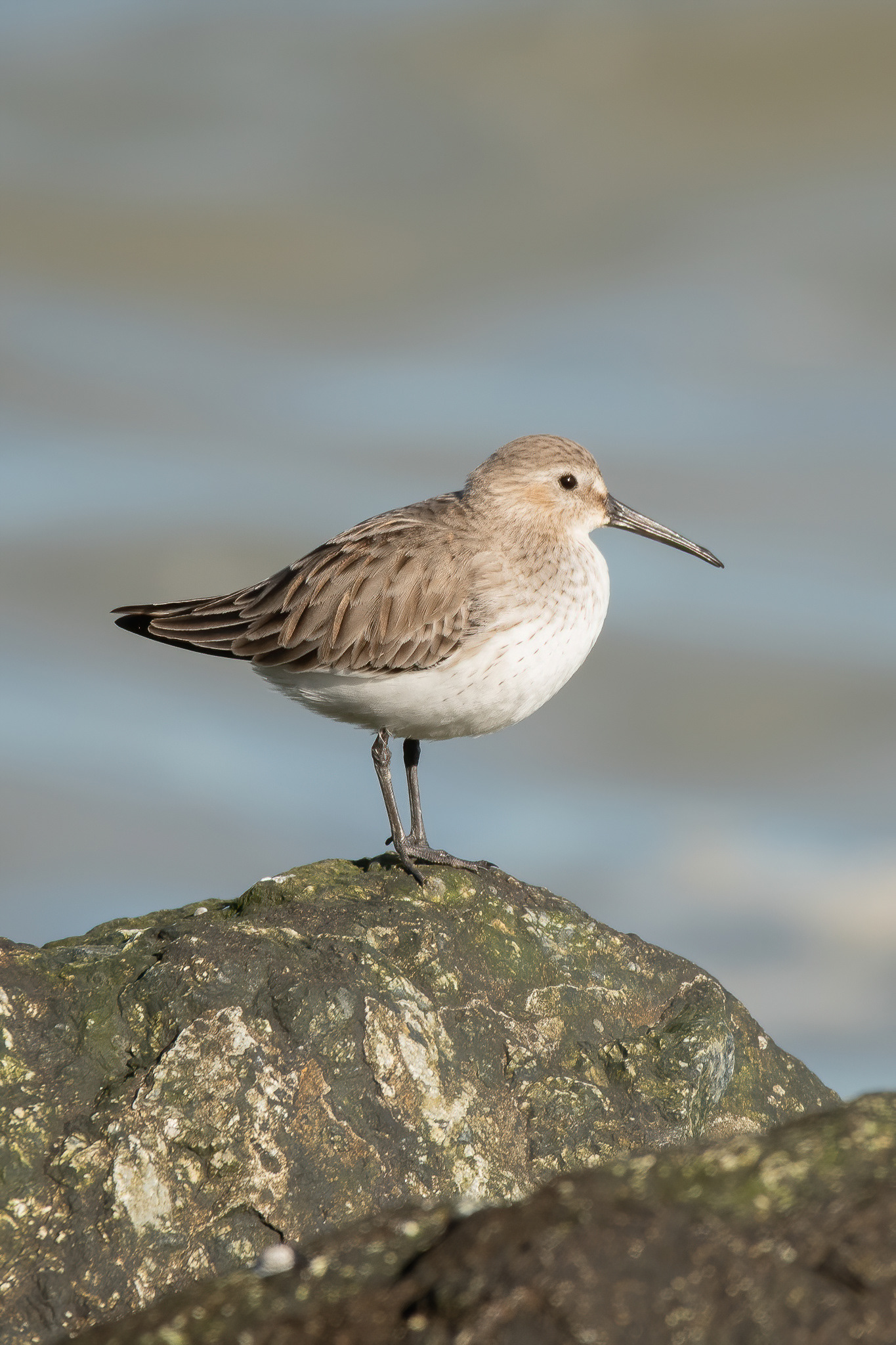 Dunlin - Shellness