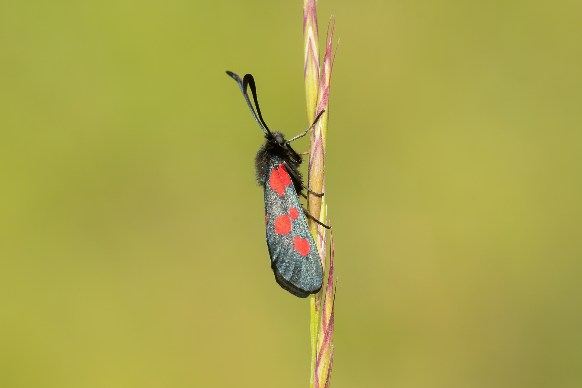 Five-spot Burnet Moth - Magdalen Hill Down