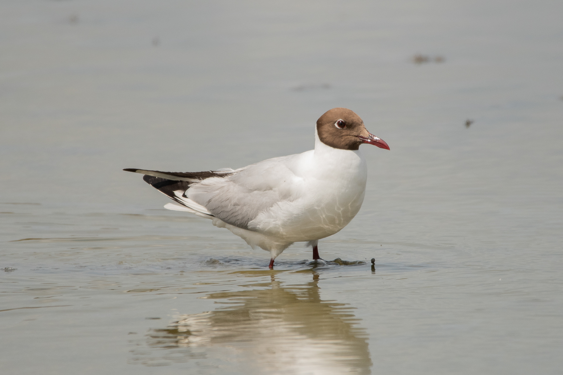 Black-headed Gull - Camargue, France