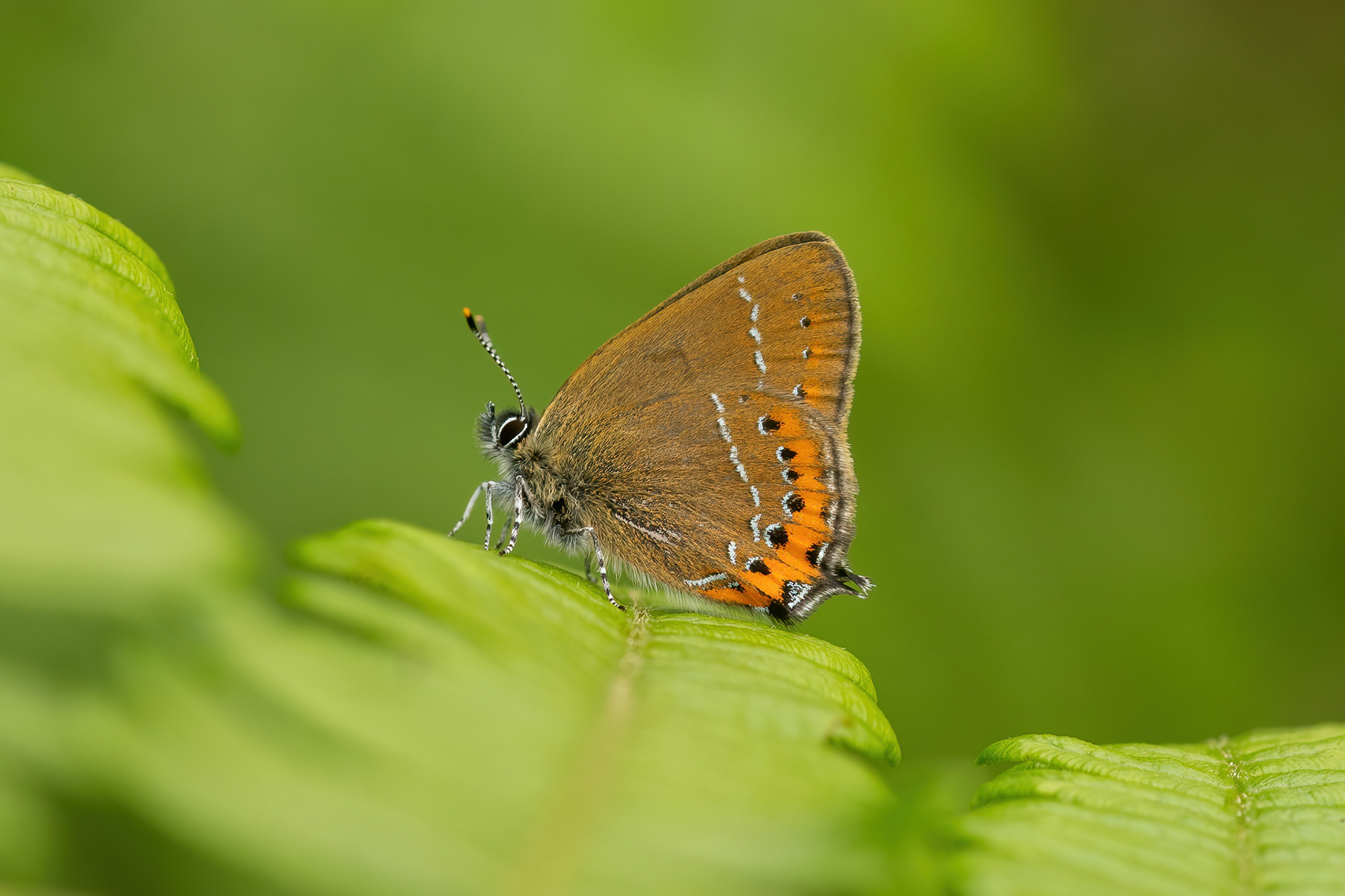 Black Hairstreak - Ditchling Common