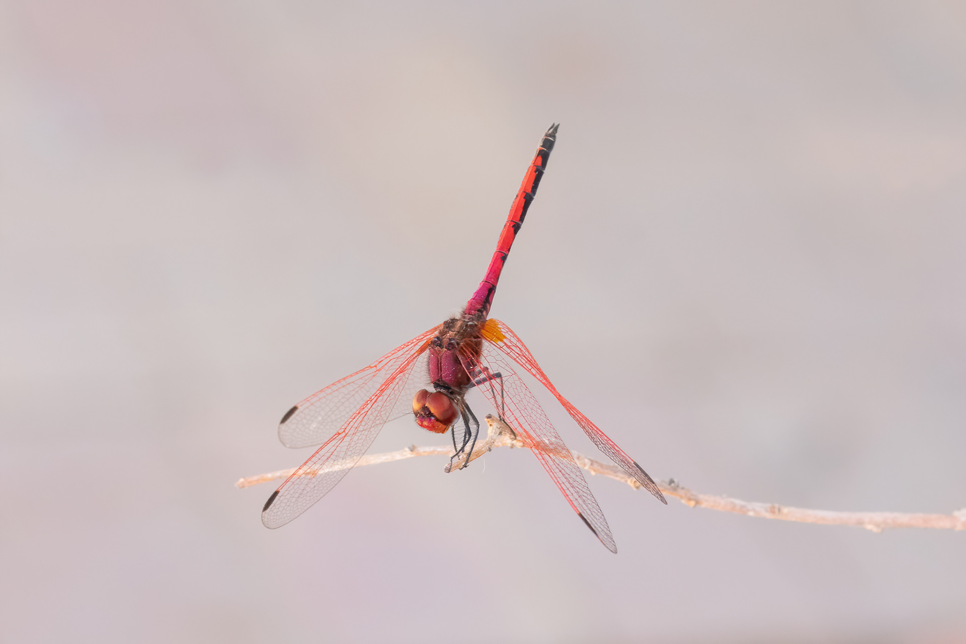 Red-veined Dropwing - Inverdoorn