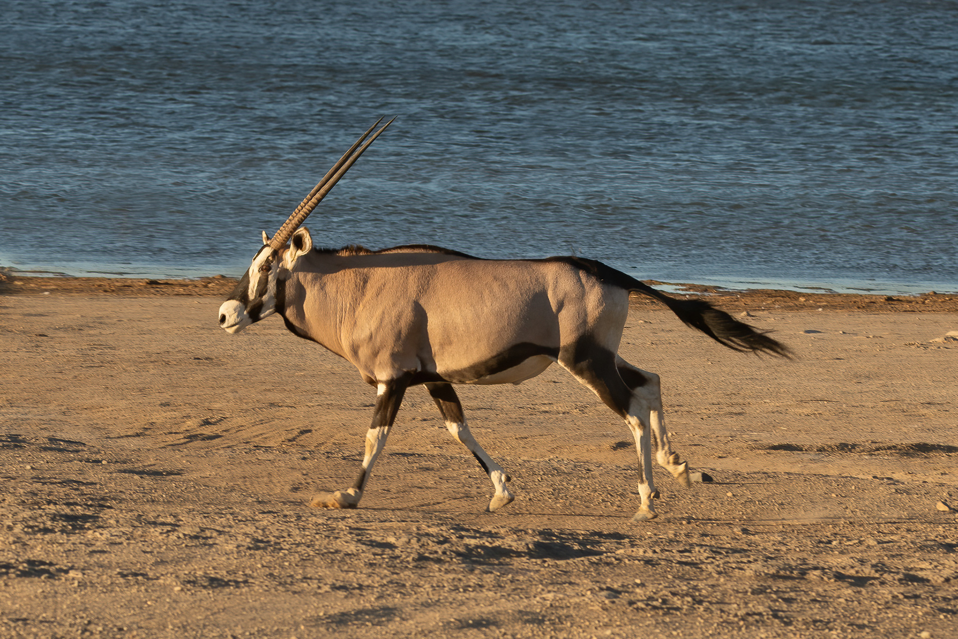 Gemsbok - Inverdoorn