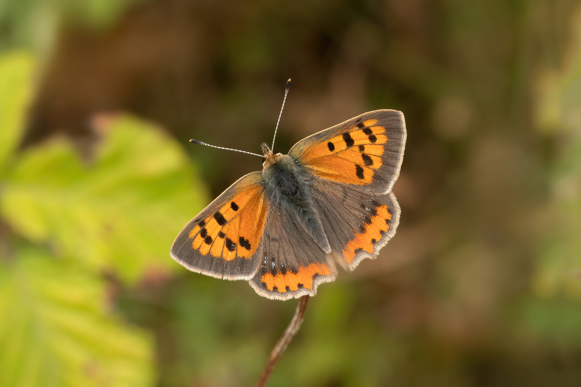 Small Copper - Tout Quarry