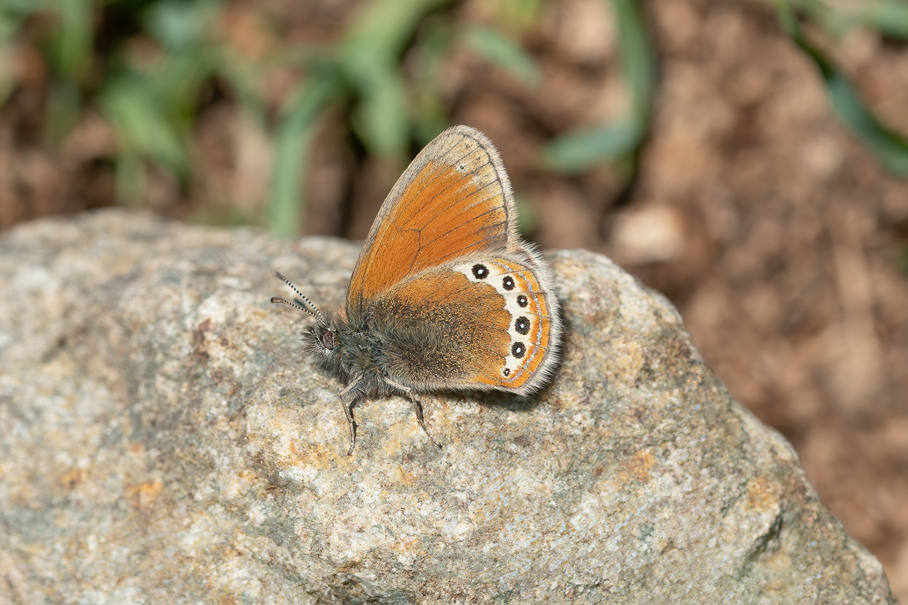 Alpine Heath - Italy