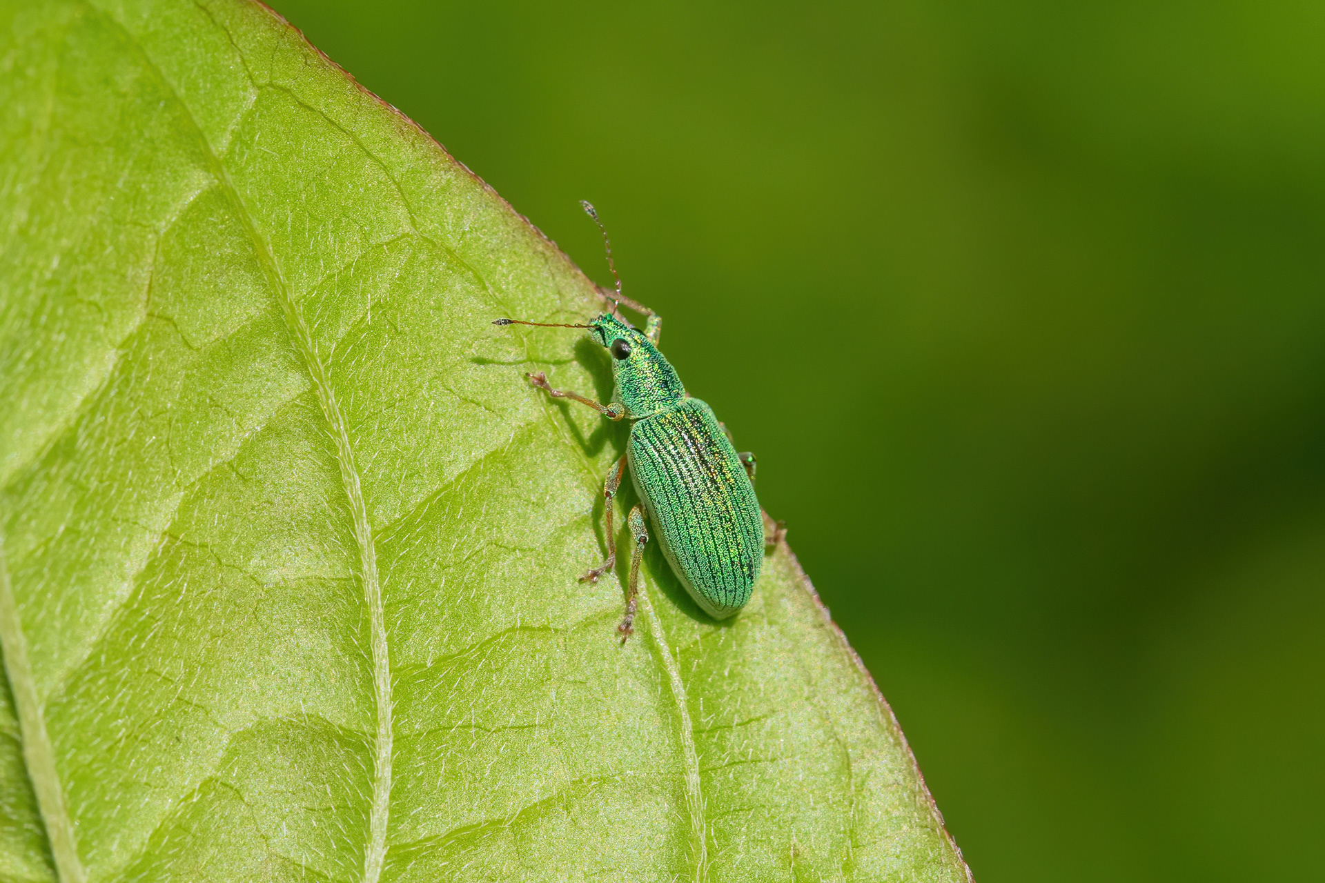 Polydrusus Formosus - New Hythe