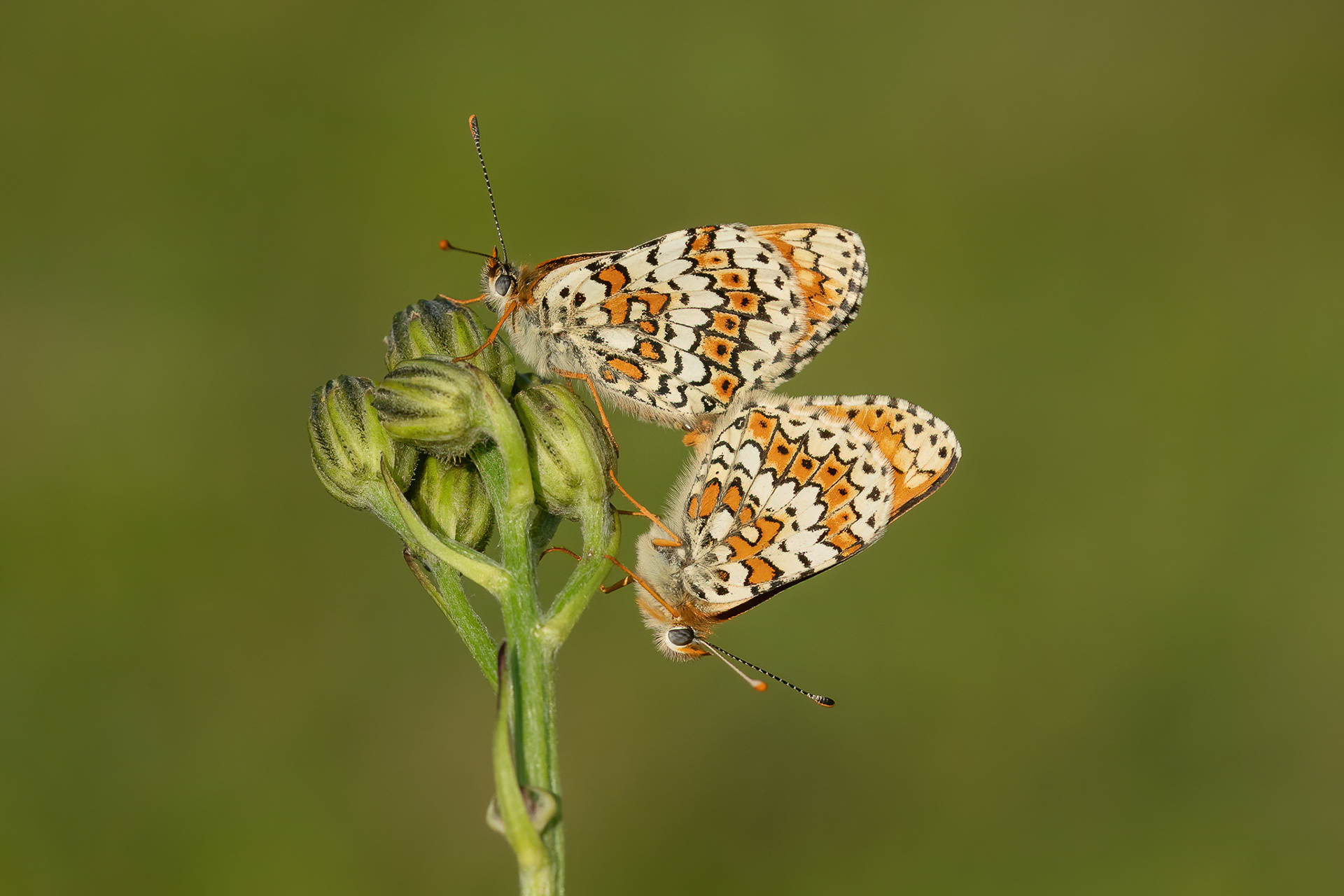 Glanville Fritillary  - Hutchingson's Bank