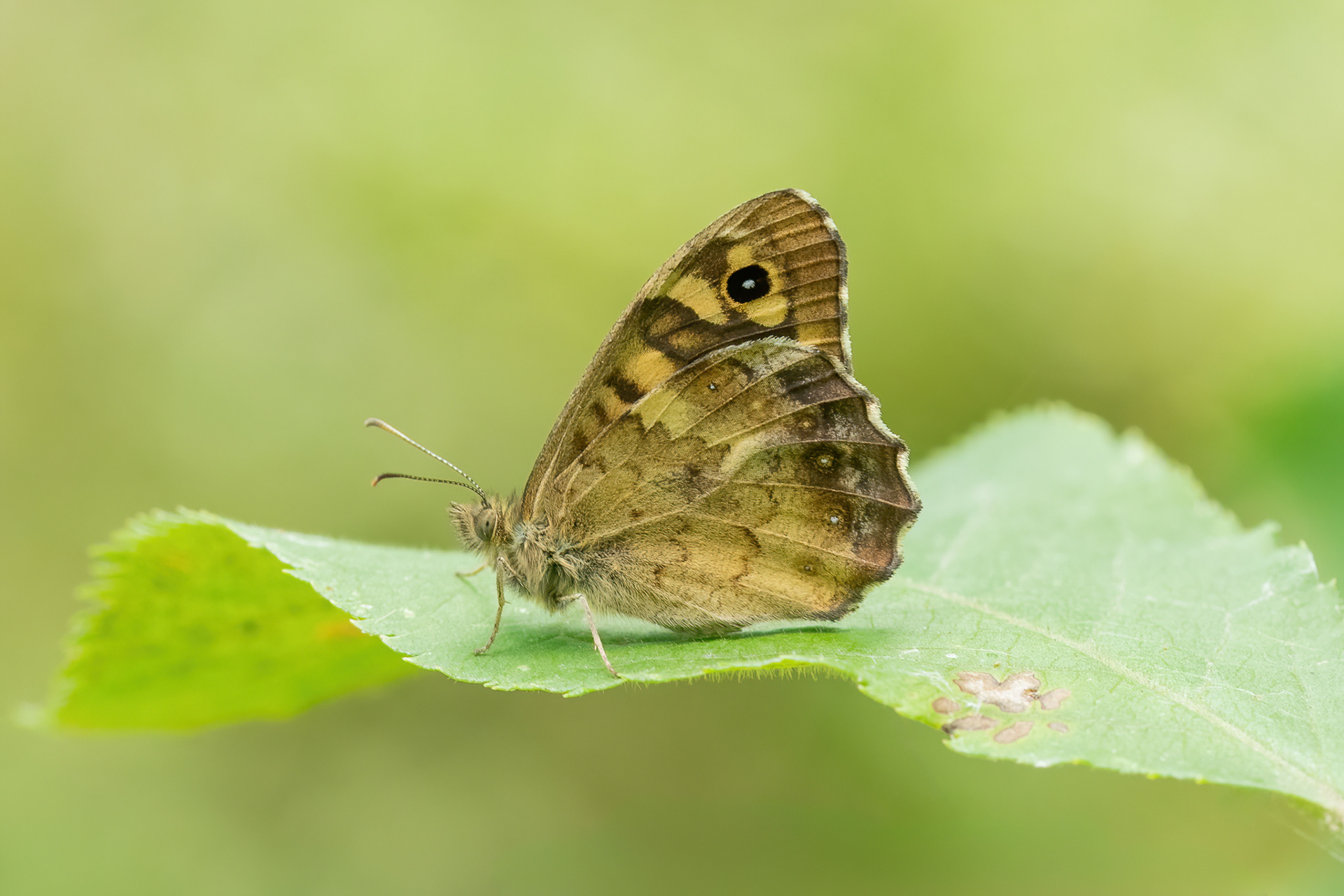 Speckled Wood - Italy