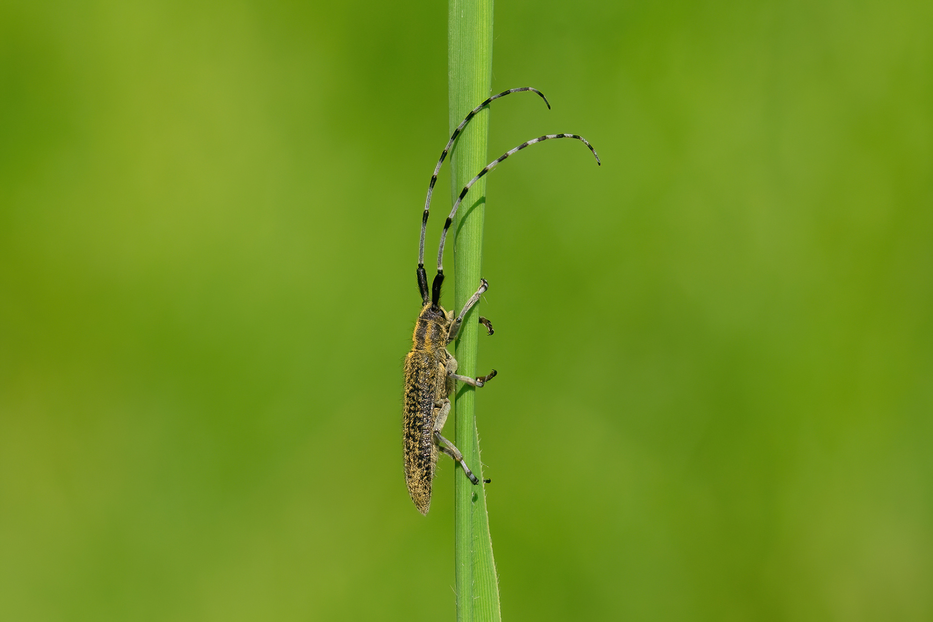 Golden-bloomed Longhorn Beetle - Worth Marshes