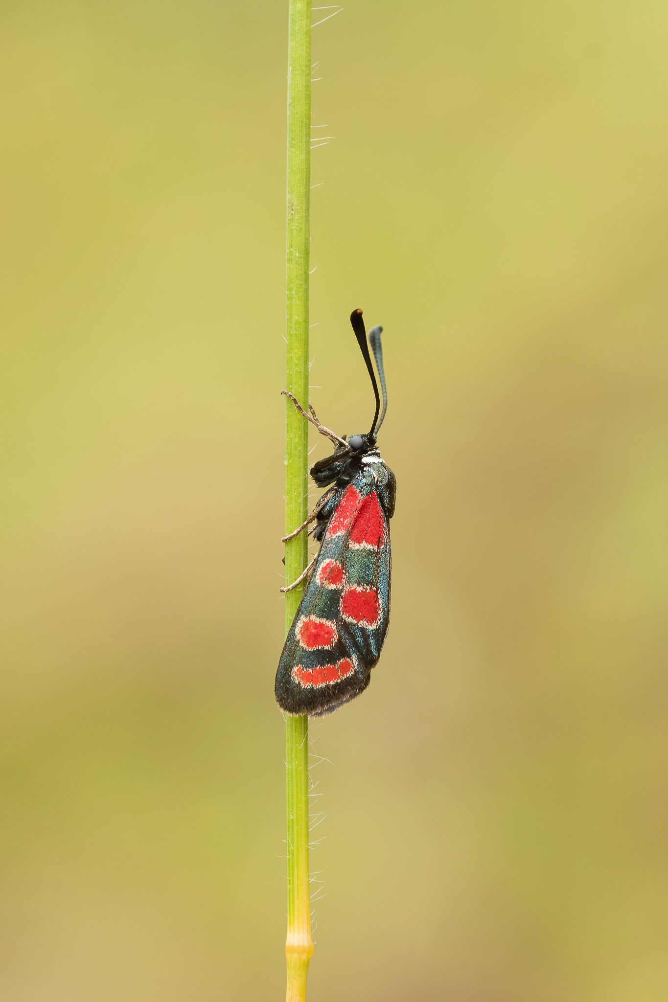 Crepuscular Burnet Moth - Italy
