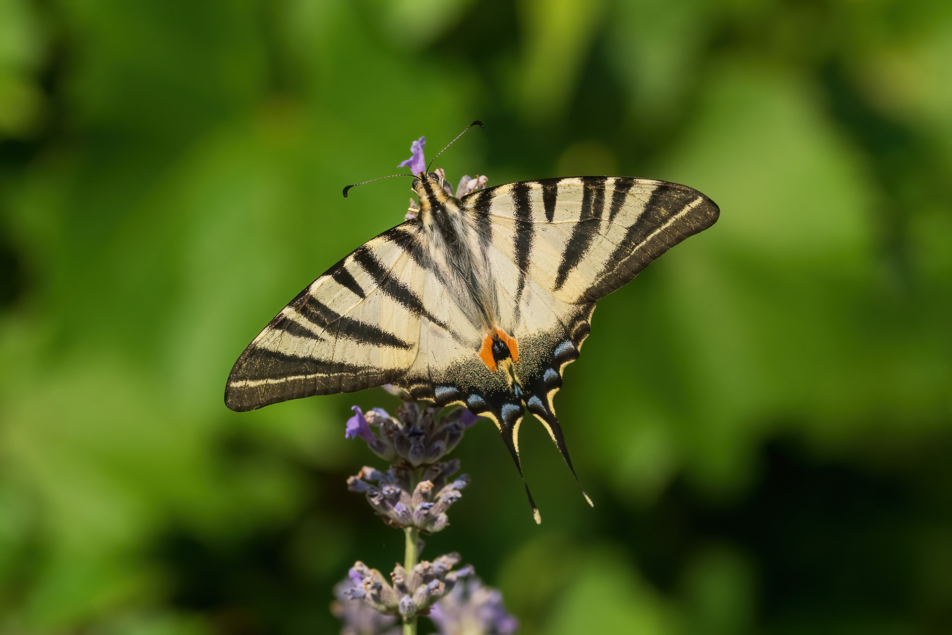 Scarce Swallowtail - France