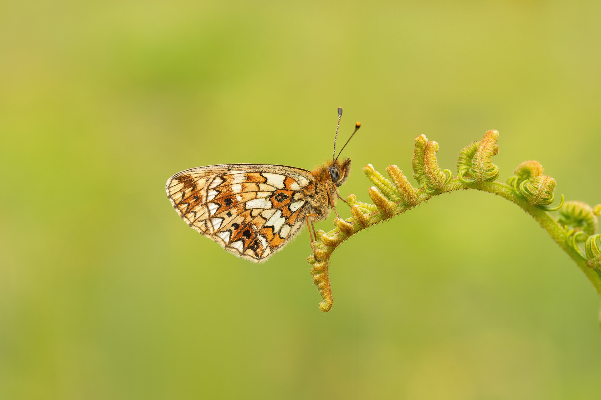 Small Pearl-bordered Fritillary - Park Corner Heath