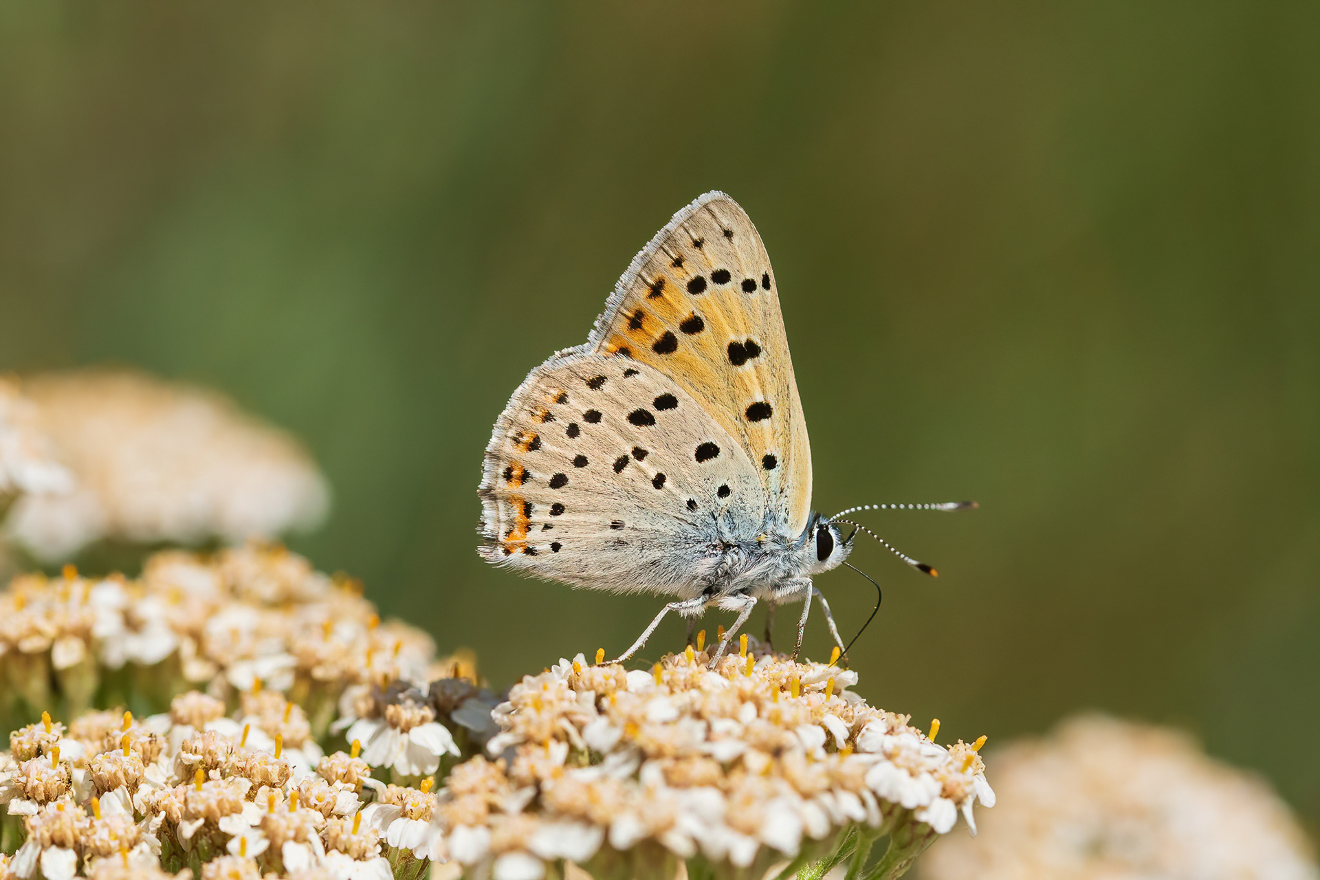 Purple-shot Copper - France