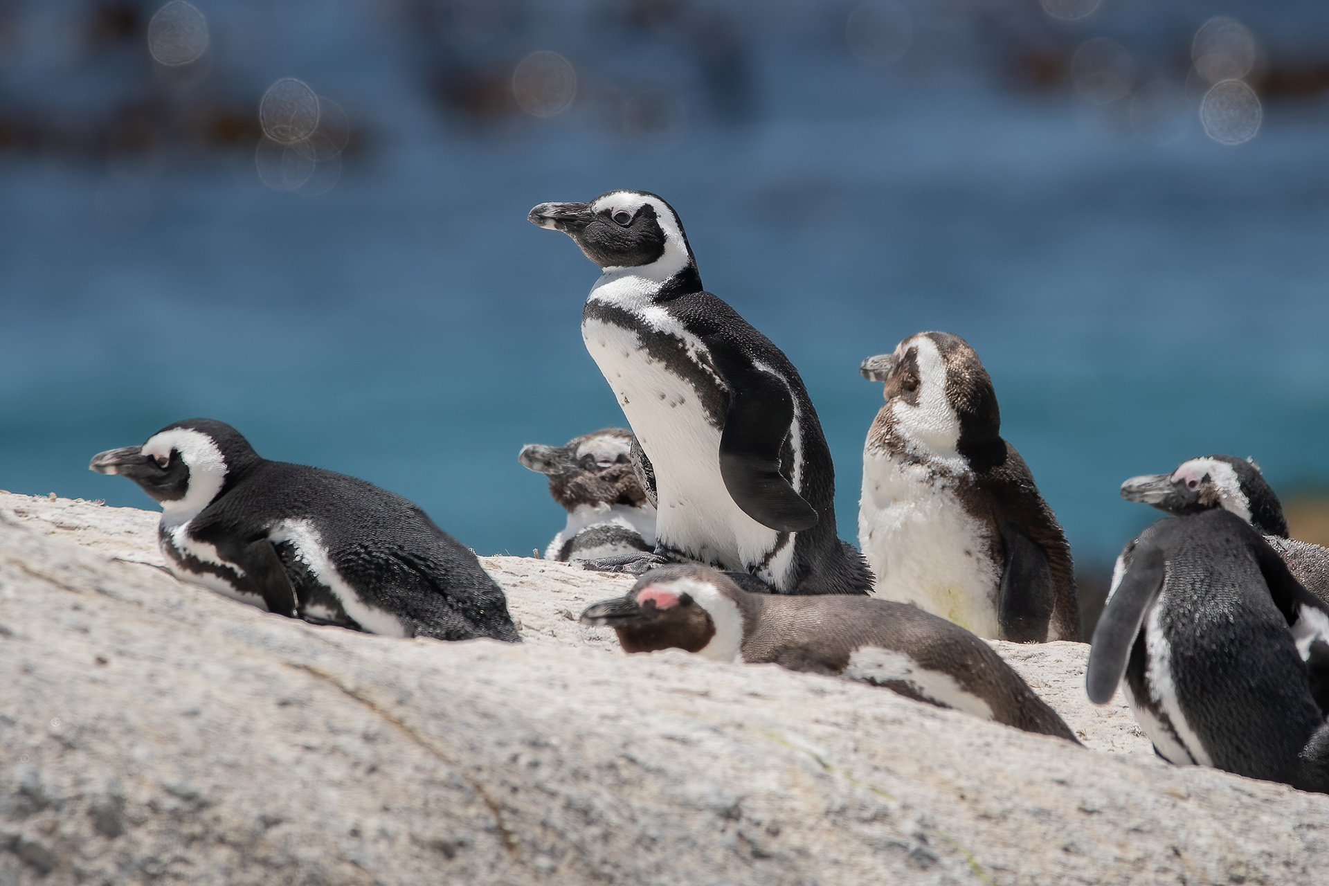 African Penguin - Boulders Beach