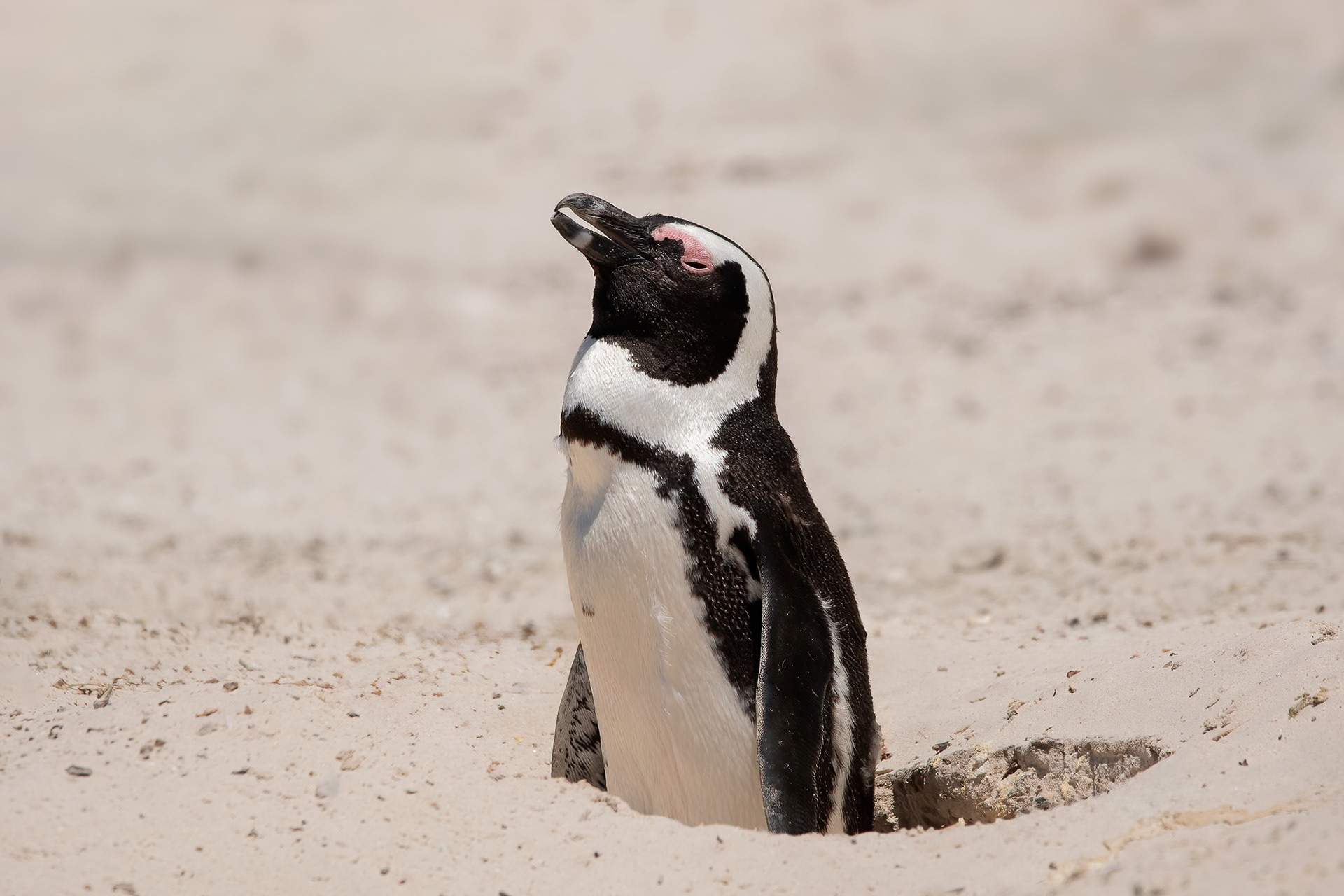 African Penguin - Boulders Beach
