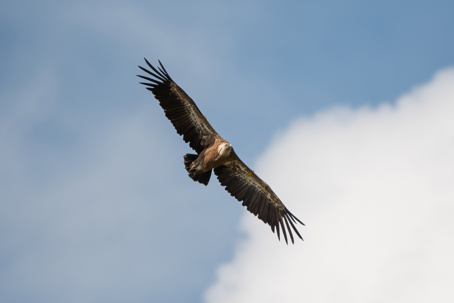 Griffon Vulture - Cévennes