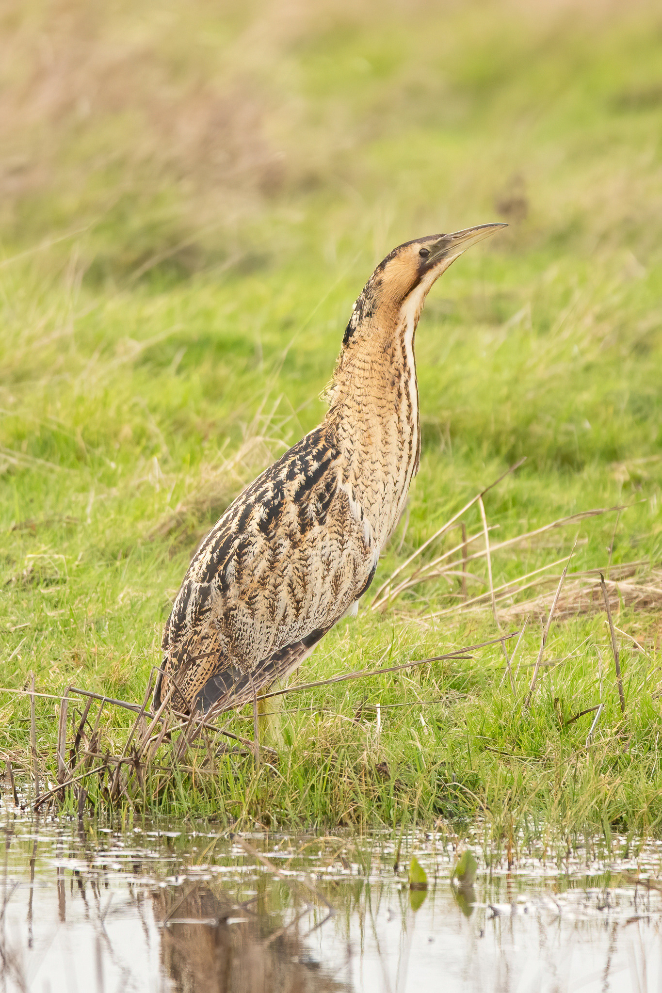 Eurasian Bittern - Elmley