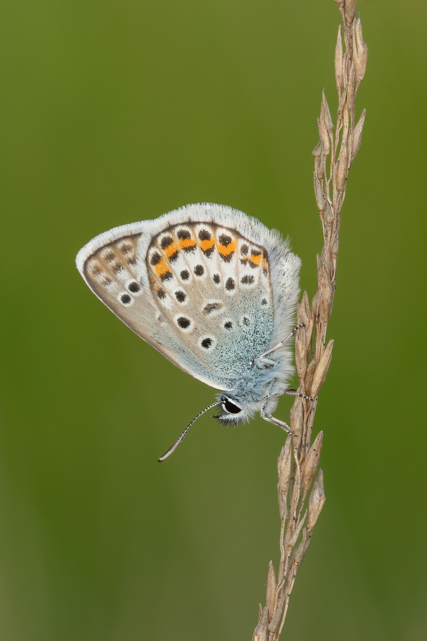 Silver-studded Blue - Ashdown Forest