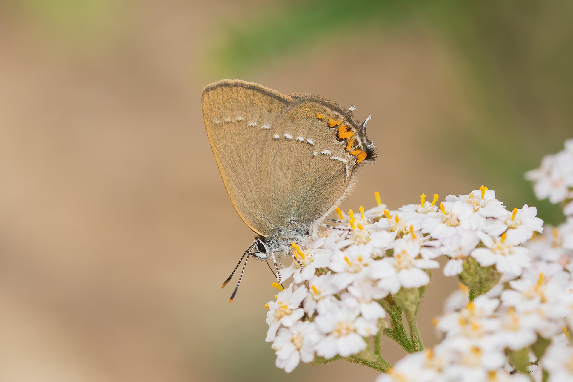 Sloe Hairstreak - France
