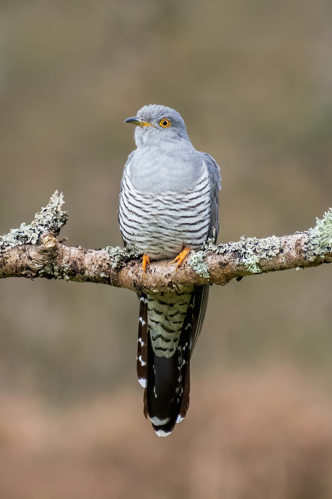 Cuckoo - Thursley Common