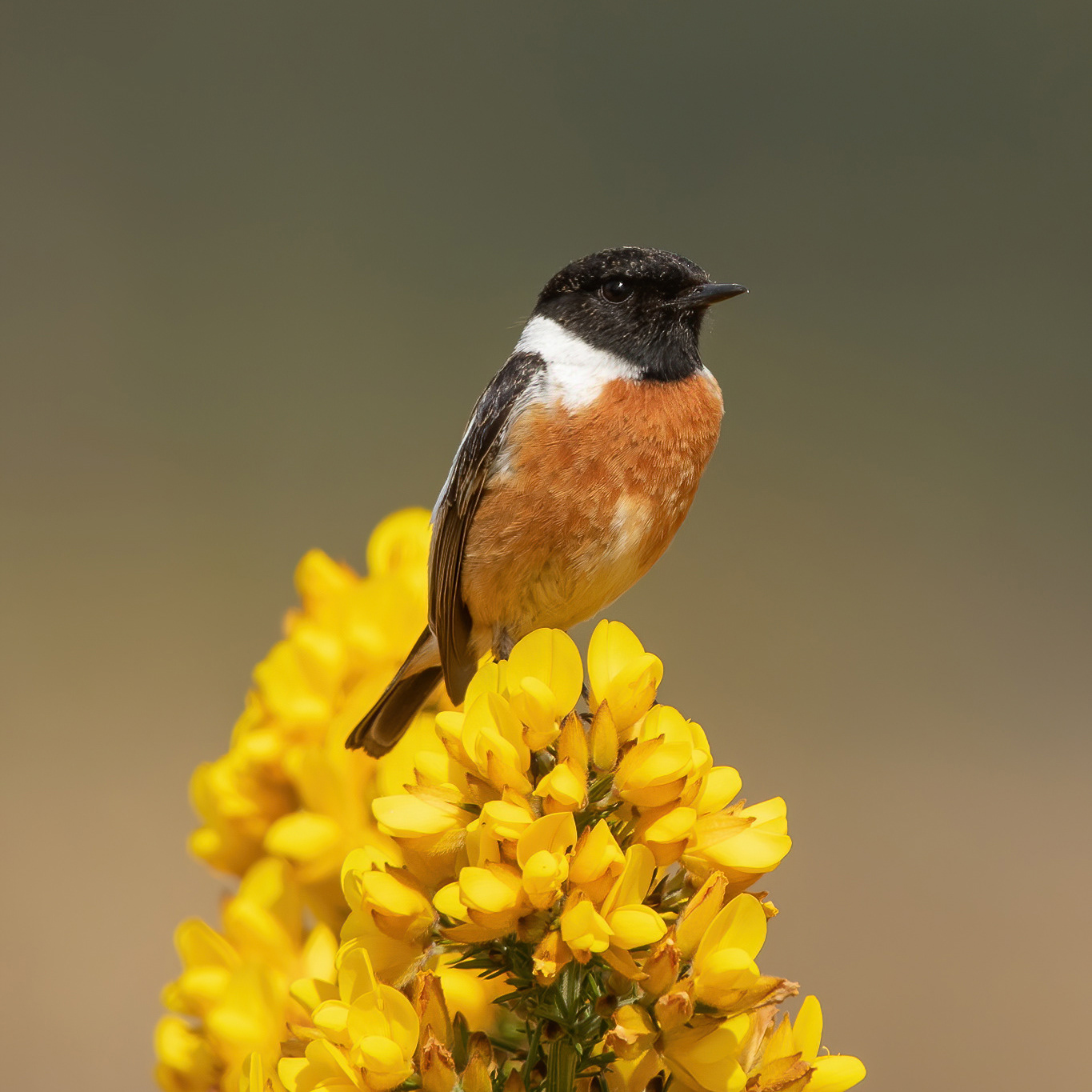 Stonechat - Thursley